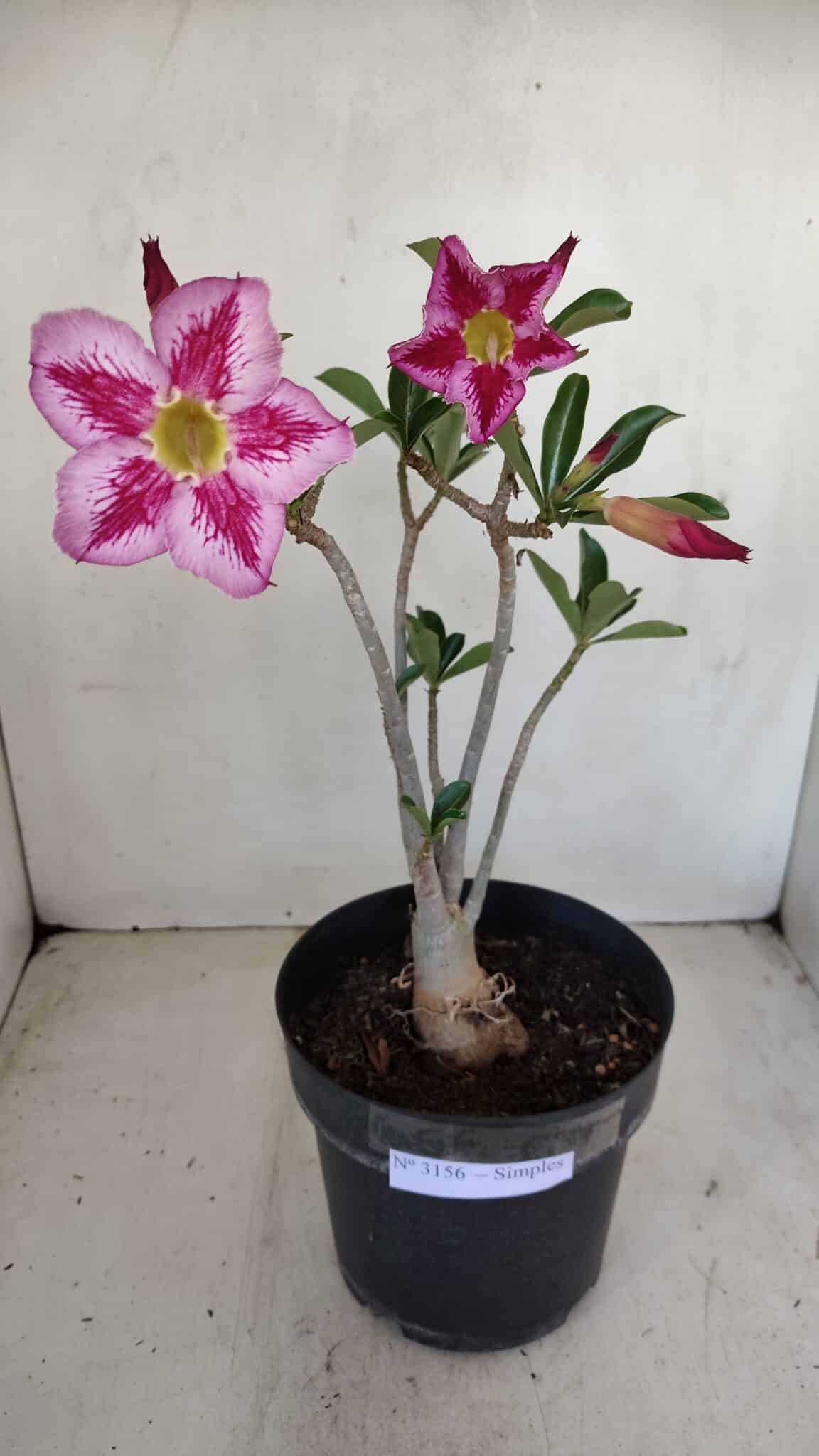 Planta Simples 3156 – 40cm – 03 anos - foto 2
