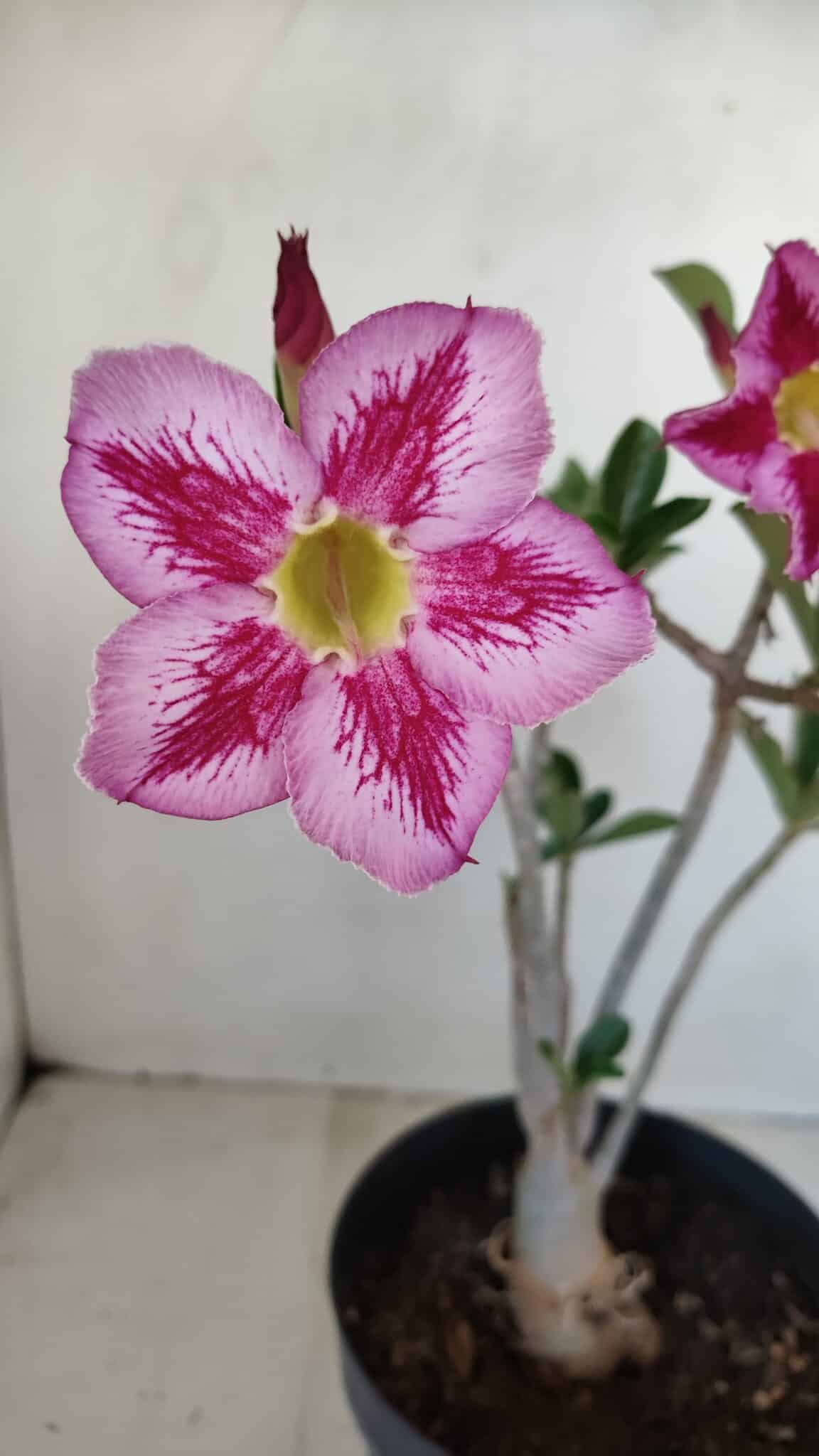 Planta Simples 3156 – 40cm – 03 anos - foto 3