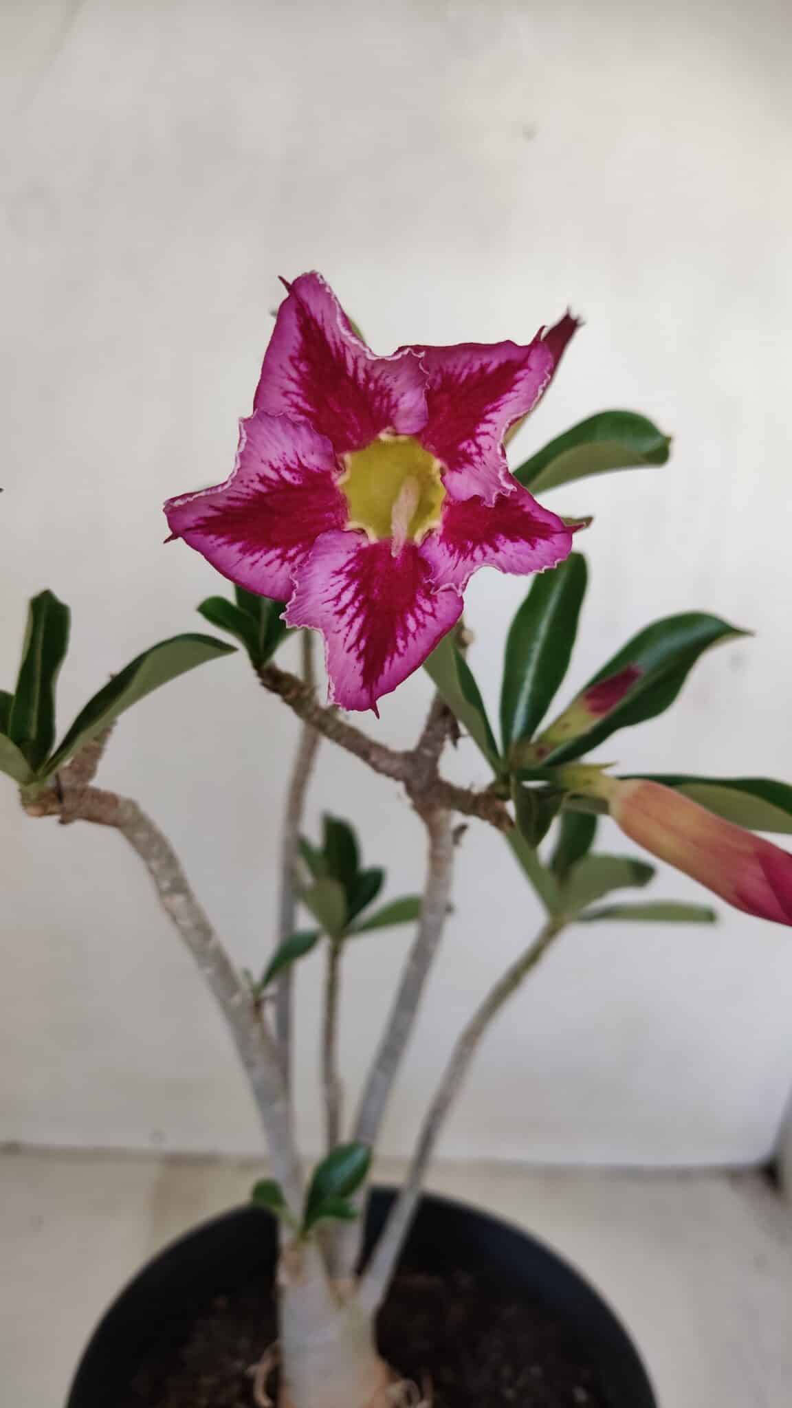 Planta Simples 3156 – 40cm – 03 anos - foto 4