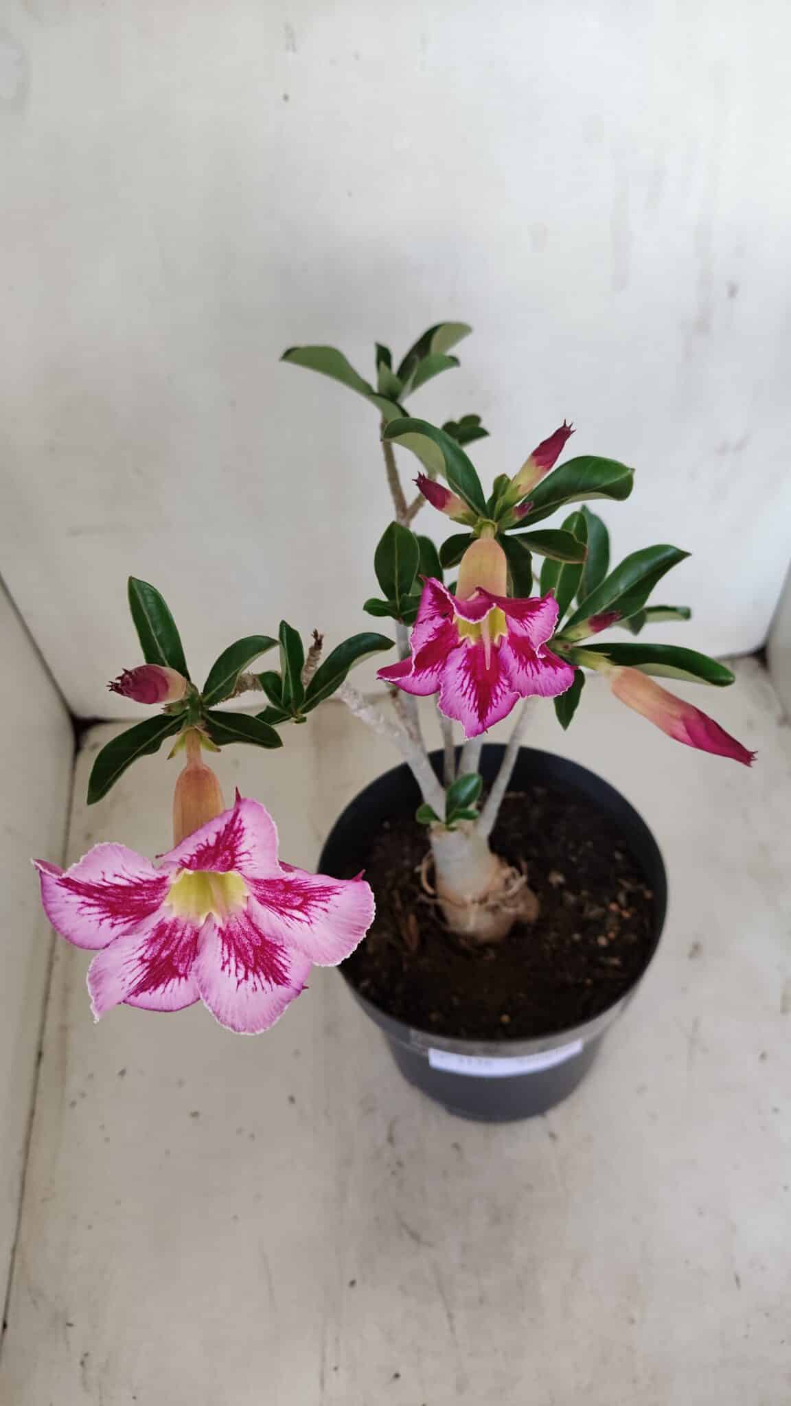 Planta Simples 3156 – 40cm – 03 anos - foto 5