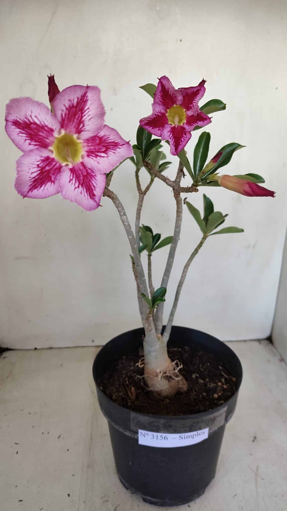 Planta Simples 3156 – 40cm – 03 anos - foto 7