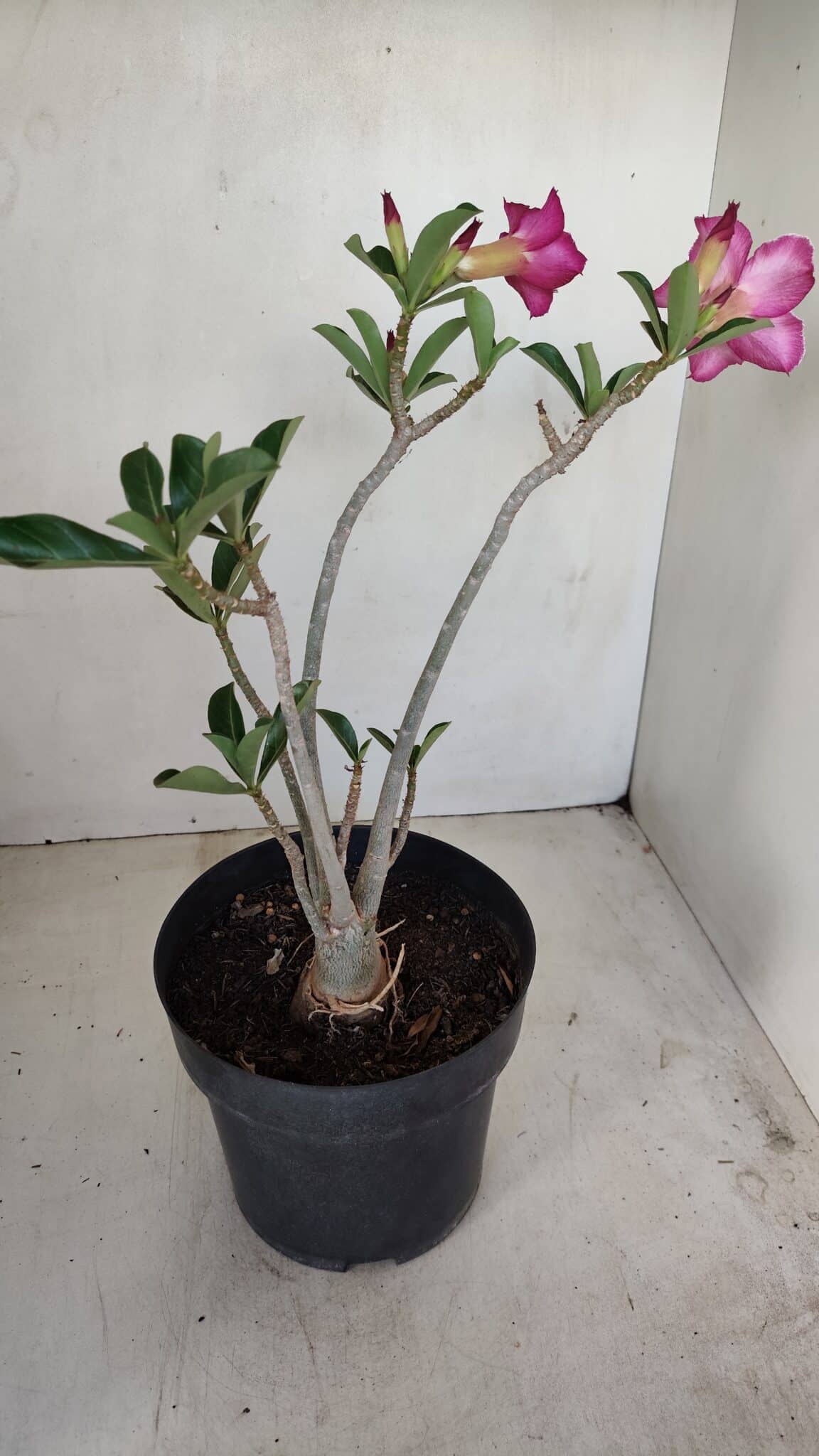 Planta Simples 3156 – 40cm – 03 anos - foto 6
