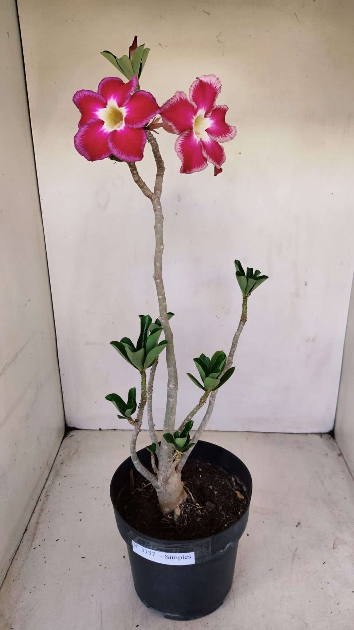 Planta Simples 3157 – 45cm – 03 anos - foto 2