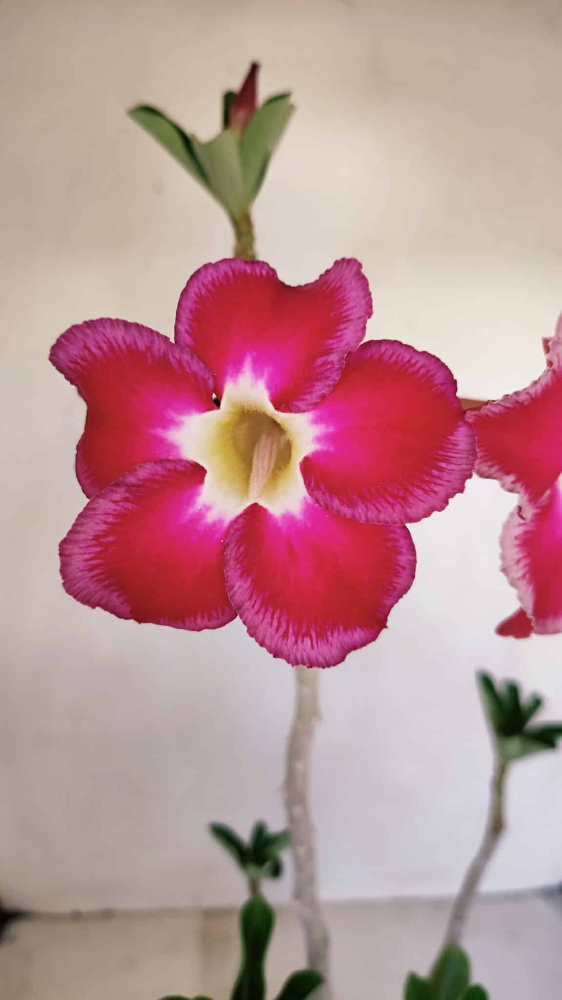 Planta Simples 3157 – 45cm – 03 anos - foto 3