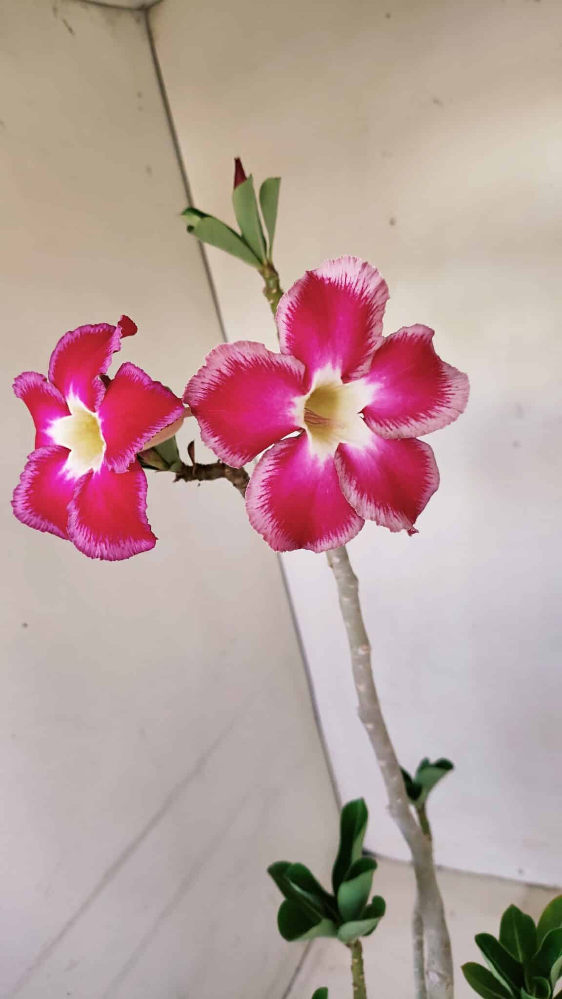 Planta Simples 3157 – 45cm – 03 anos - foto 4