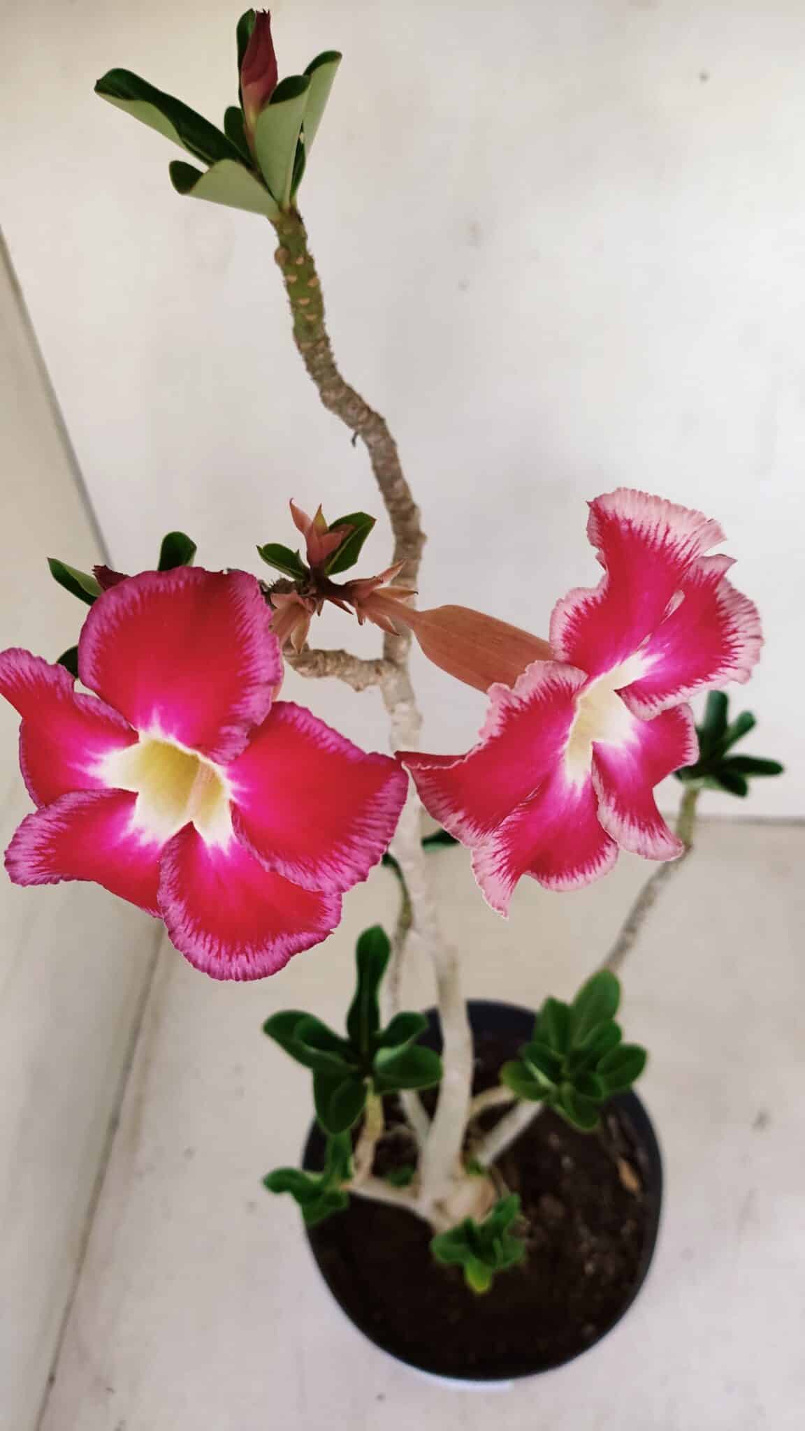 Planta Simples 3157 – 45cm – 03 anos - foto 6