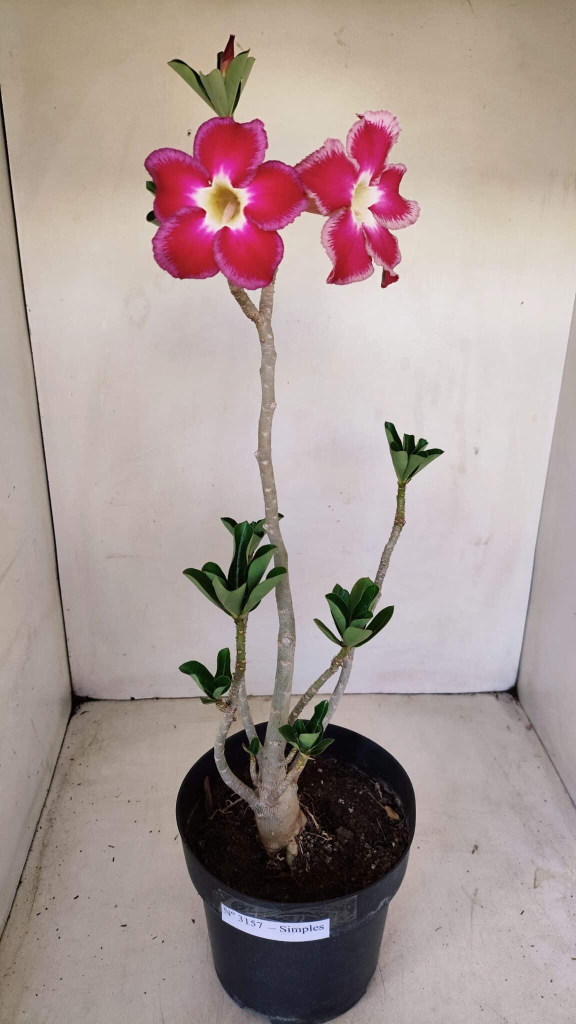 Planta Simples 3157 – 45cm – 03 anos - foto 5