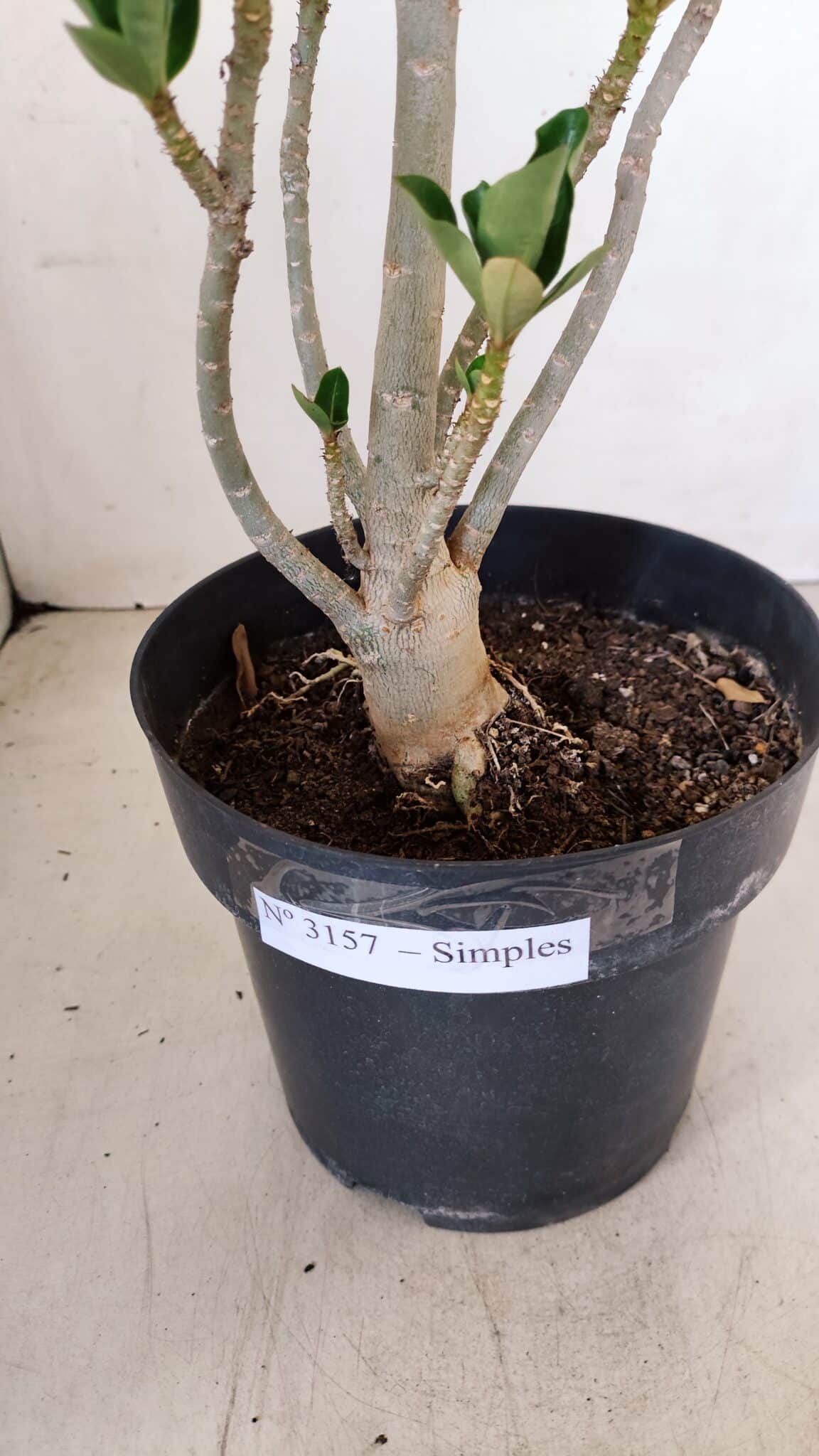 Planta Simples 3157 – 45cm – 03 anos - foto 8