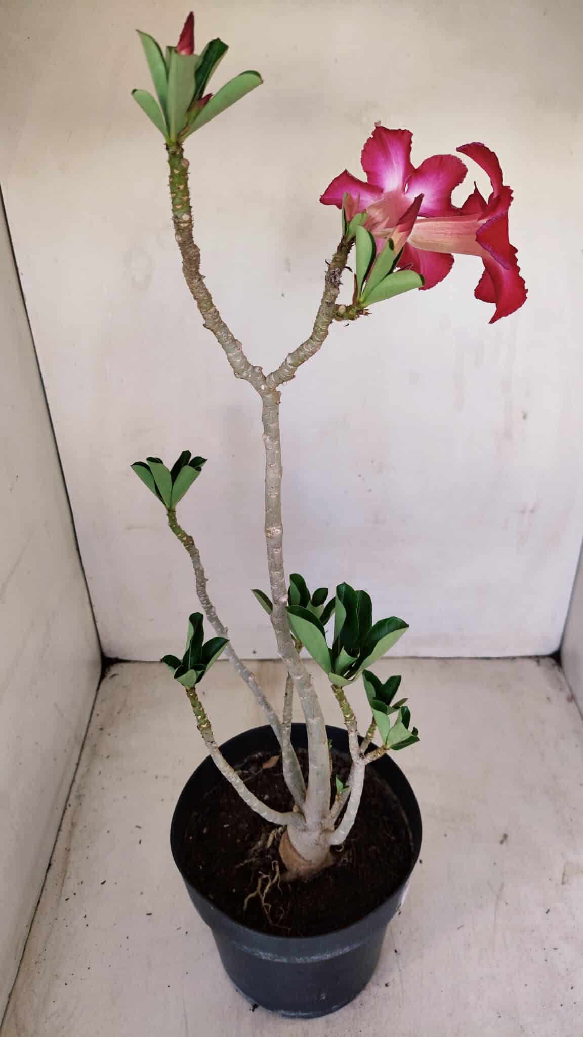 Planta Simples 3157 – 45cm – 03 anos - foto 7
