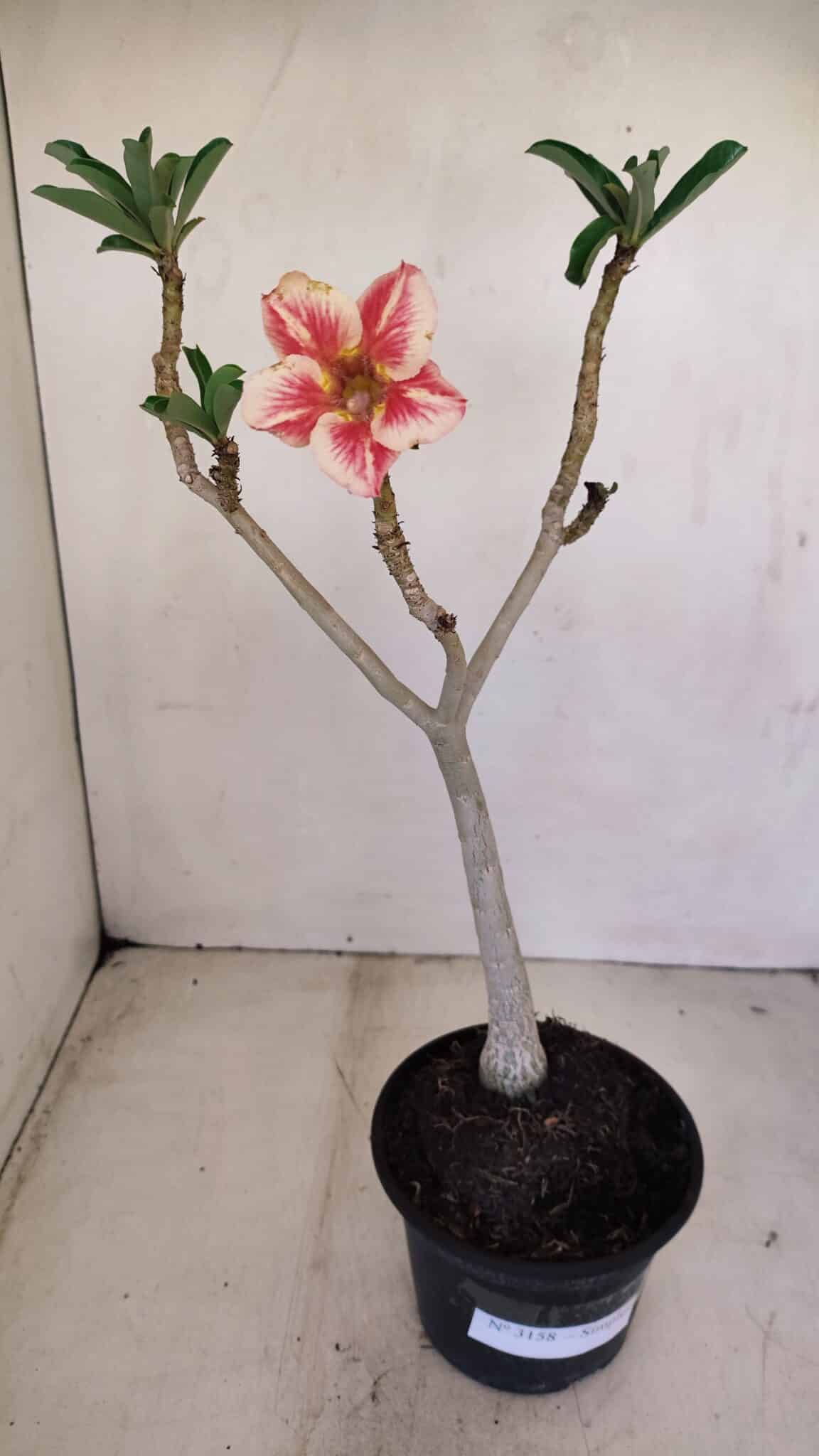 Planta Simples 3158 – 35cm – 03 anos - foto 2