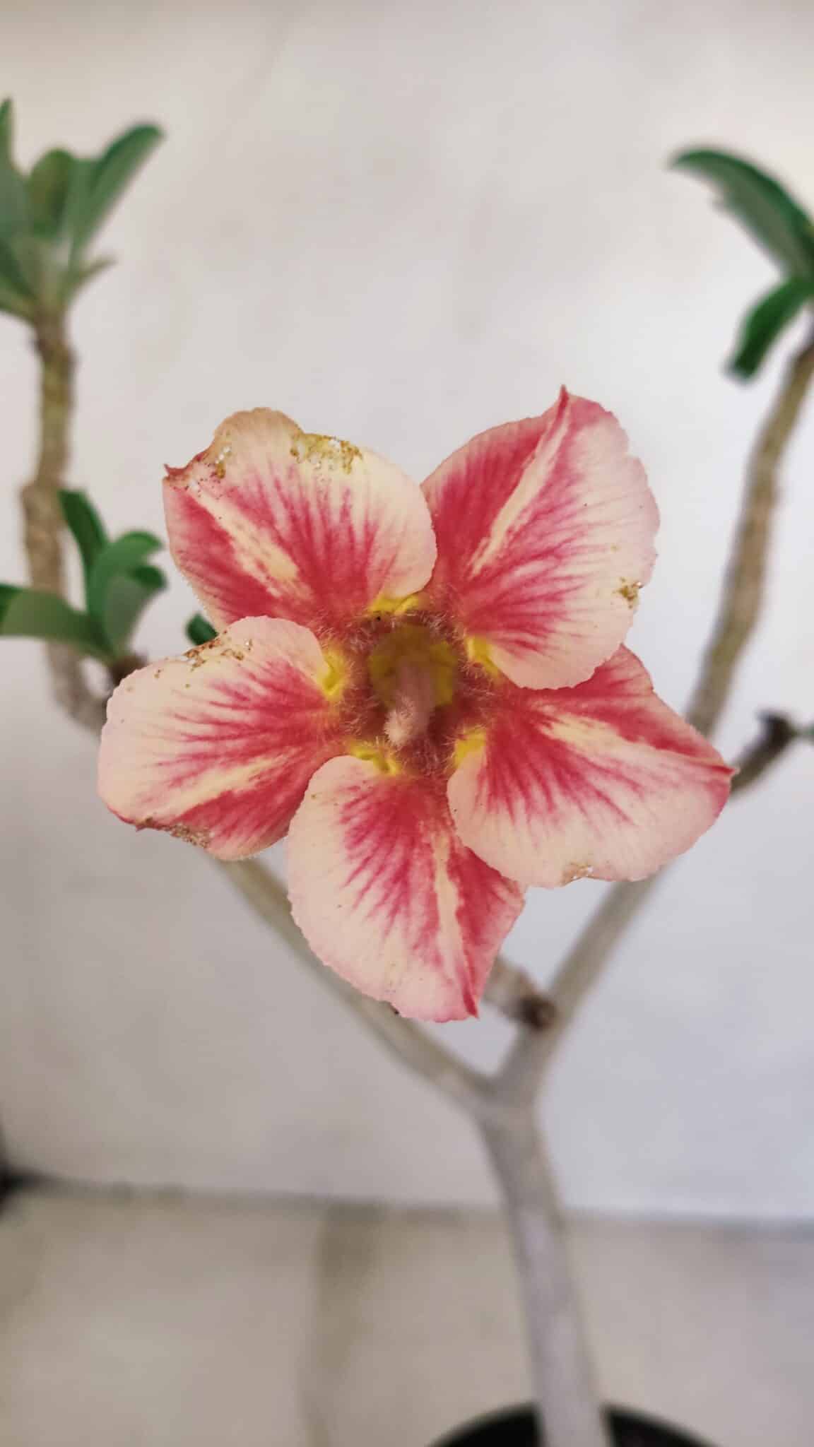 Planta Simples 3158 – 35cm – 03 anos - foto 3