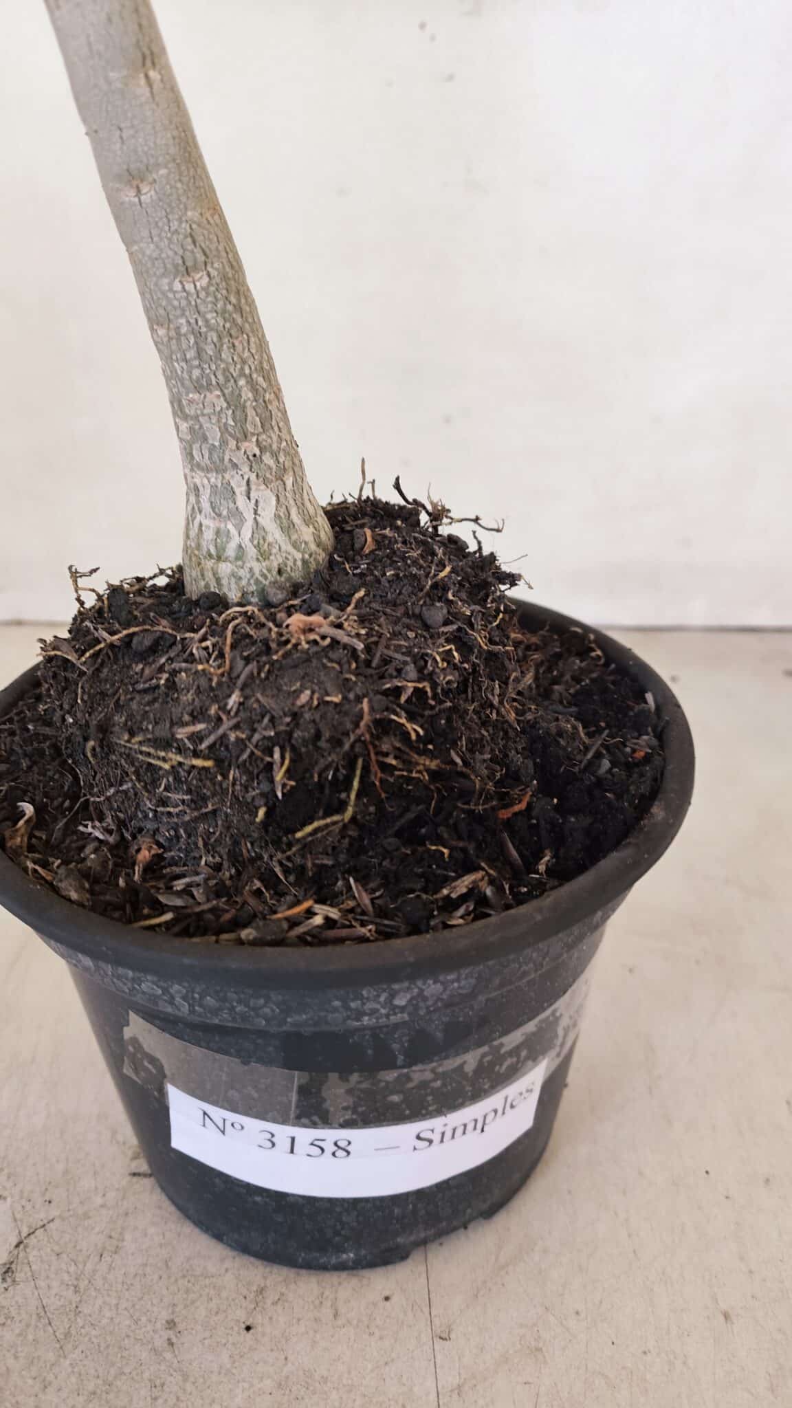 Planta Simples 3158 – 35cm – 03 anos - foto 5