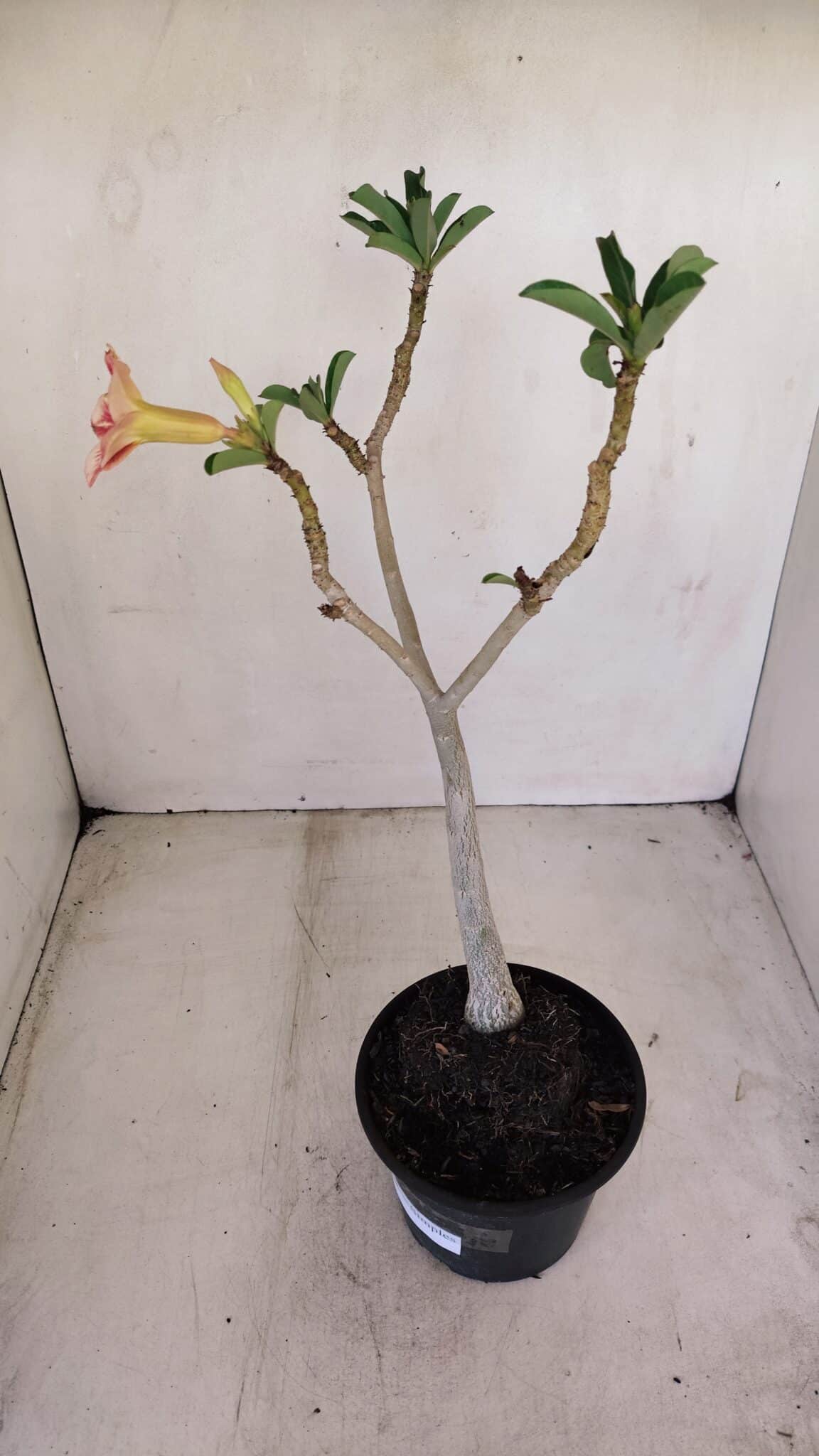 Planta Simples 3158 – 35cm – 03 anos - foto 4