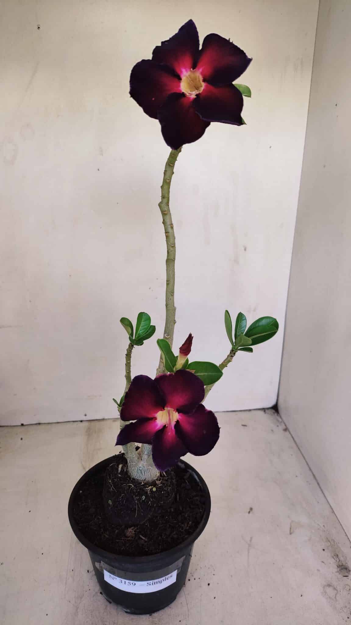 Planta Simples 3159 – 35cm – 03 anos - foto 2