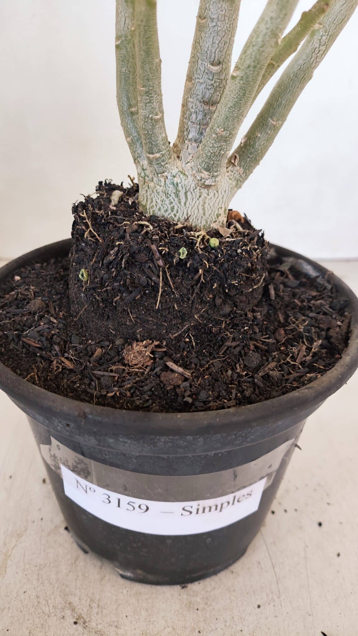 Planta Simples 3159 – 35cm – 03 anos - foto 7