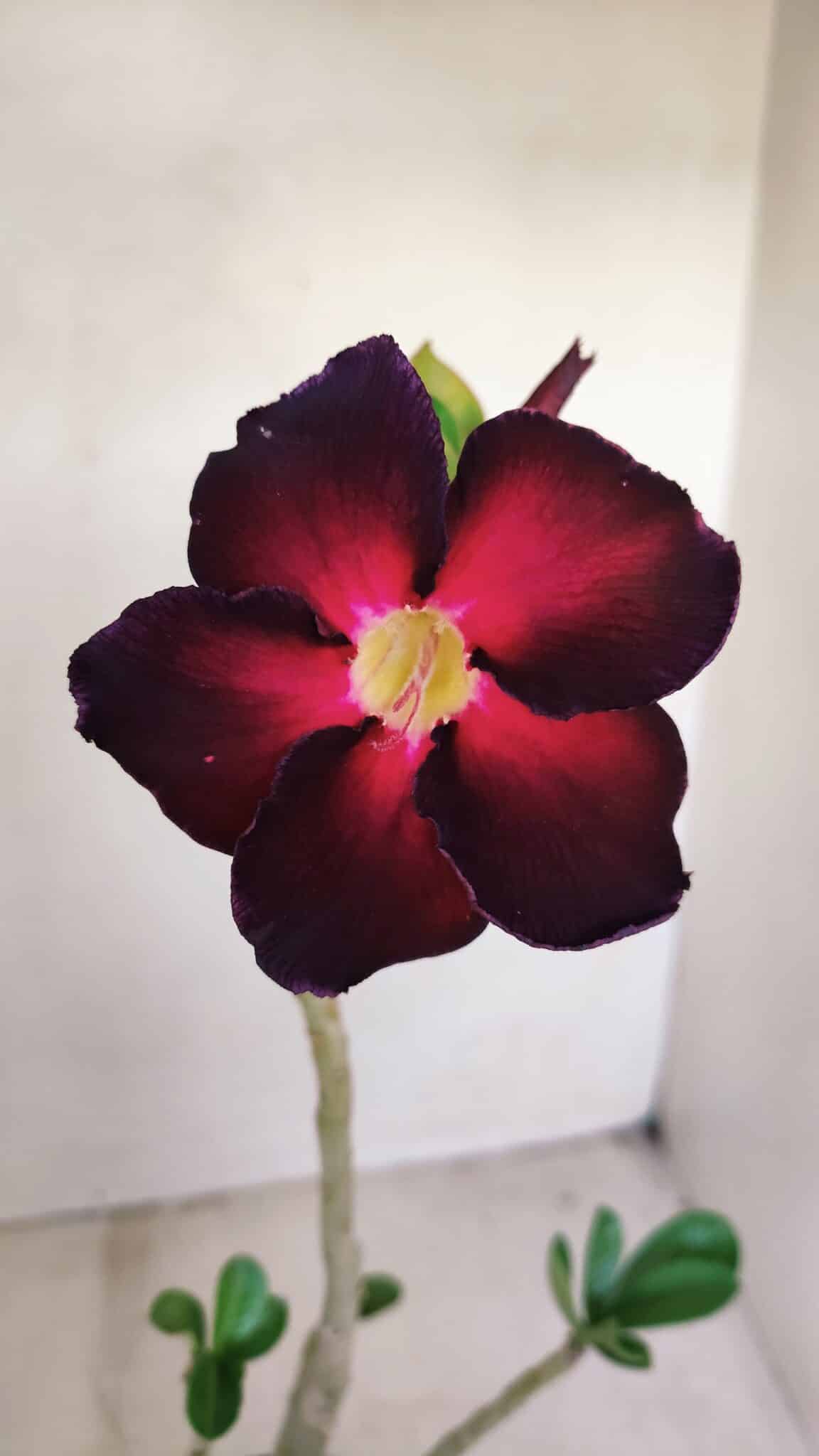 Planta Simples 3159 – 35cm – 03 anos - foto 3
