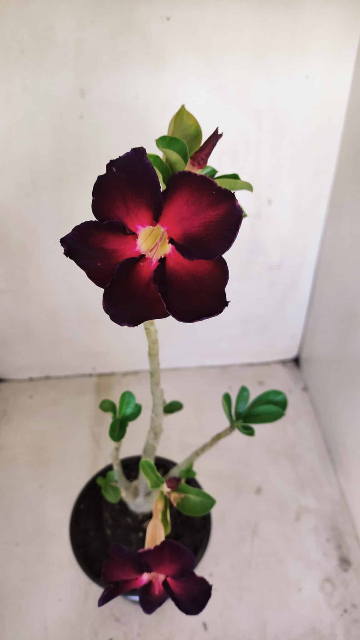 Planta Simples 3159 – 35cm – 03 anos - foto 4