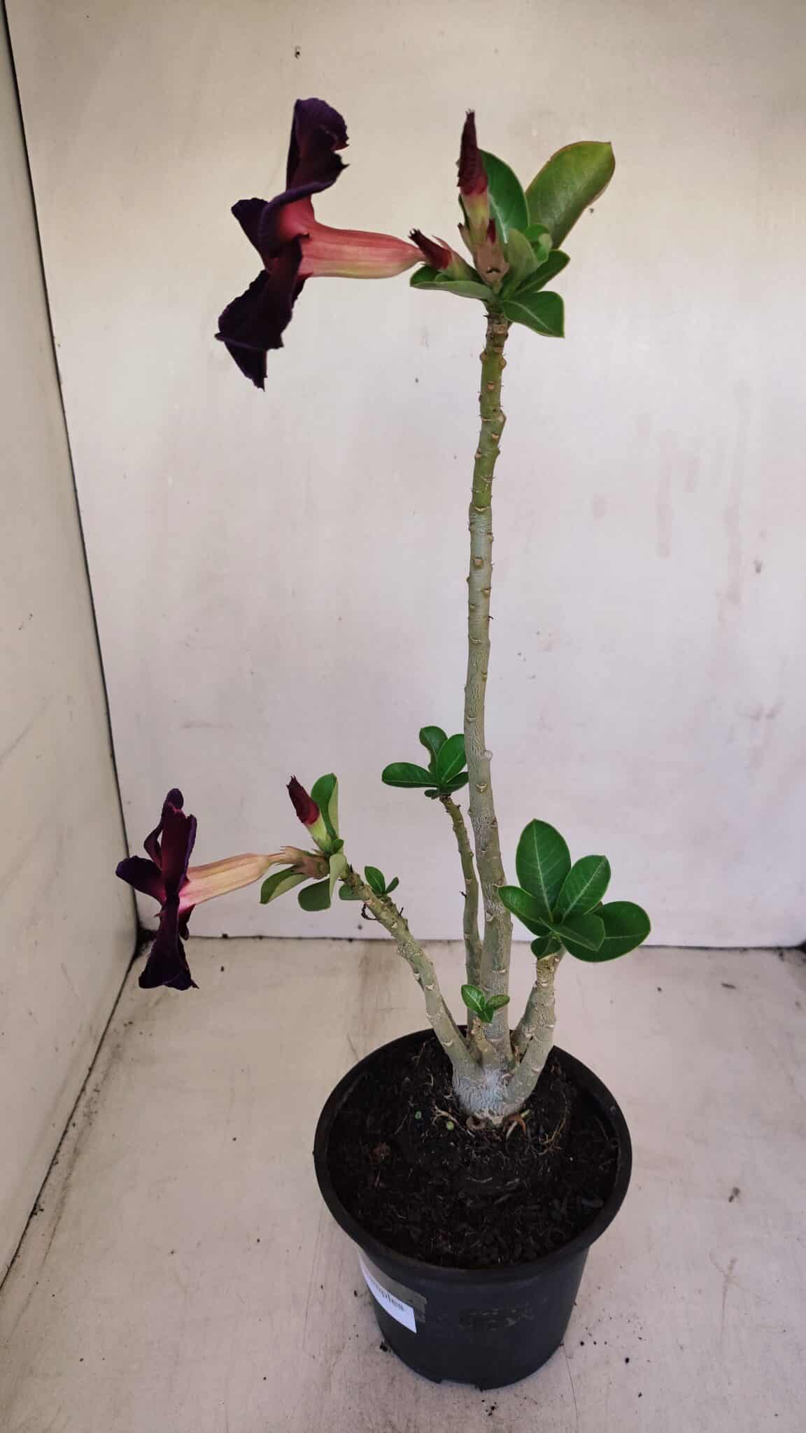 Planta Simples 3159 – 35cm – 03 anos - foto 6