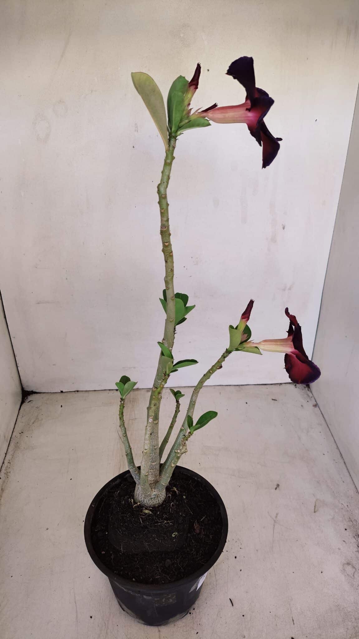 Planta Simples 3159 – 35cm – 03 anos - foto 5