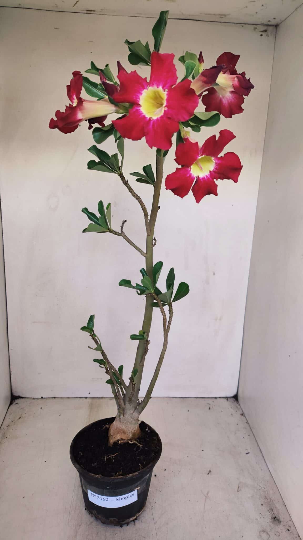 Planta Simples 3160 – 40cm – 03 anos - foto 2