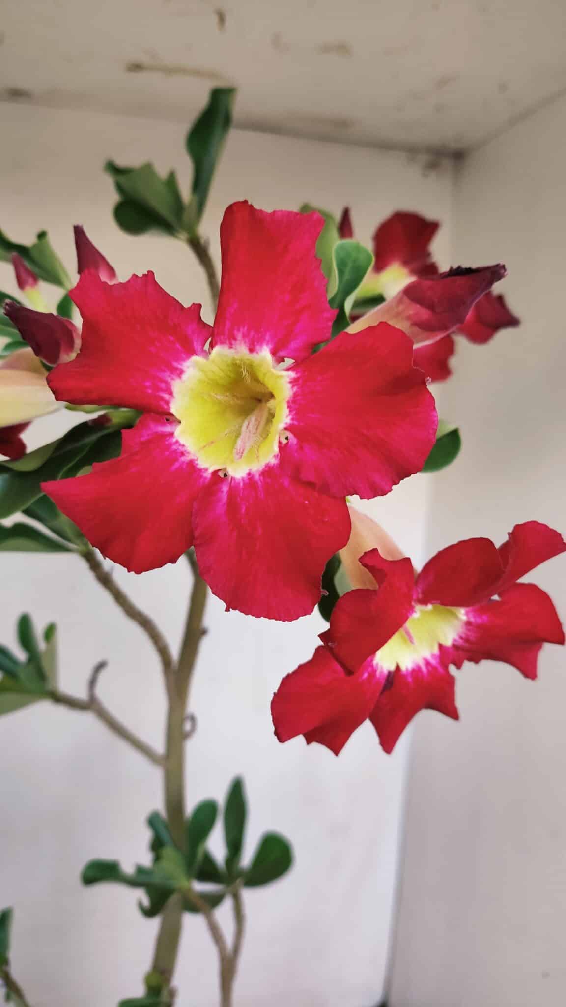 Planta Simples 3160 – 40cm – 03 anos - foto 3
