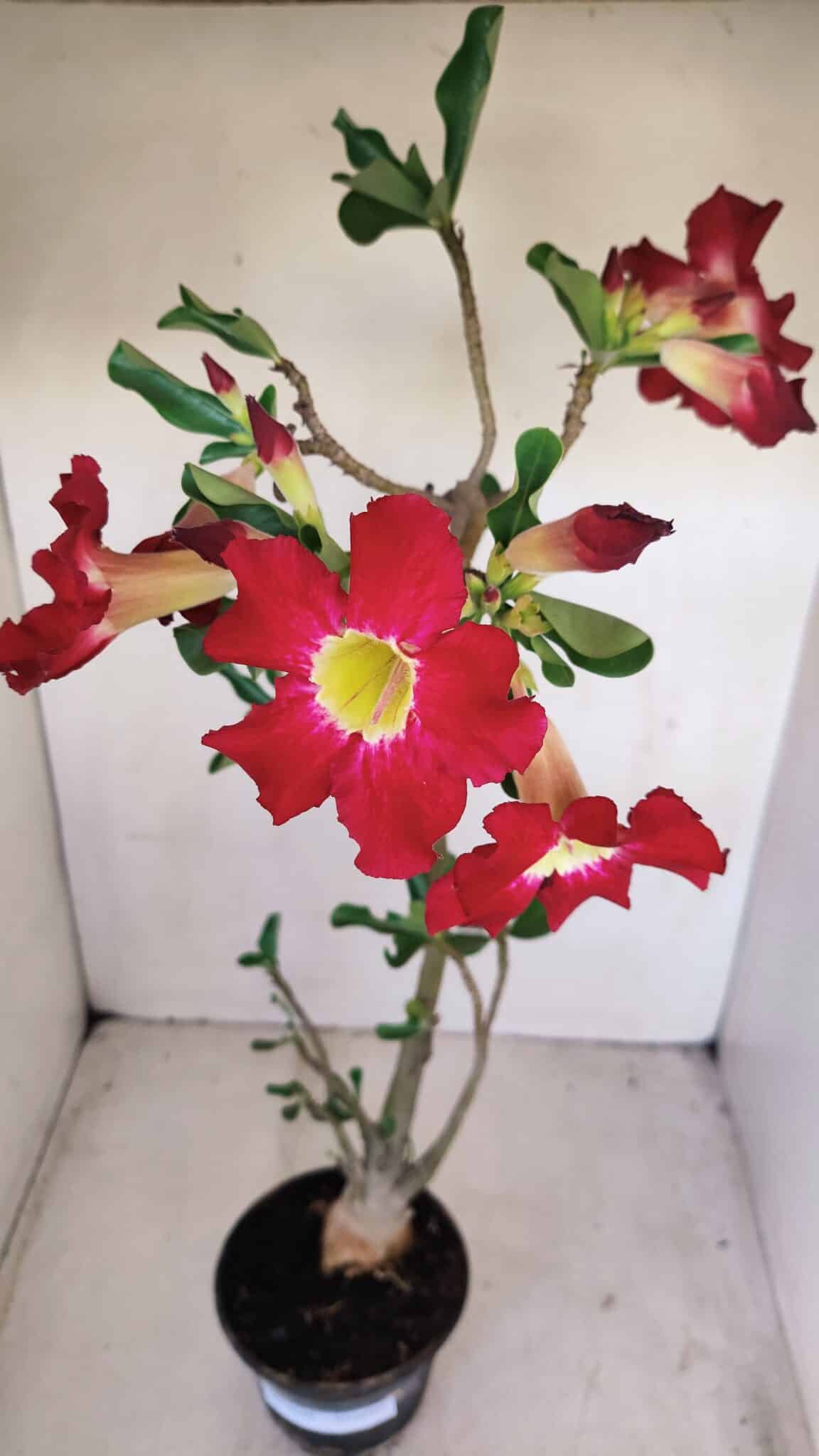 Planta Simples 3160 – 40cm – 03 anos - foto 4