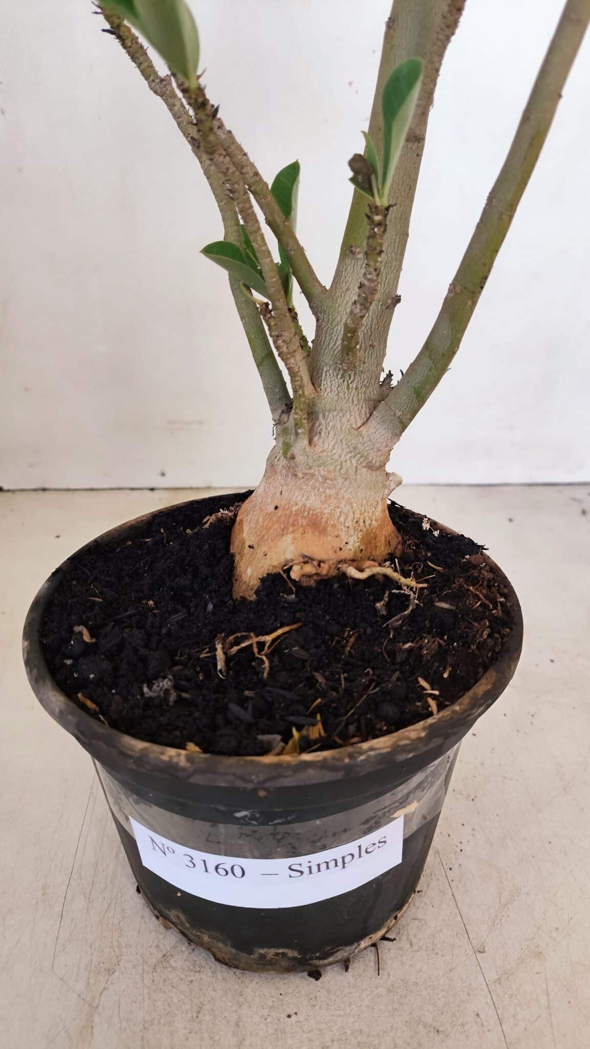 Planta Simples 3160 – 40cm – 03 anos - foto 7