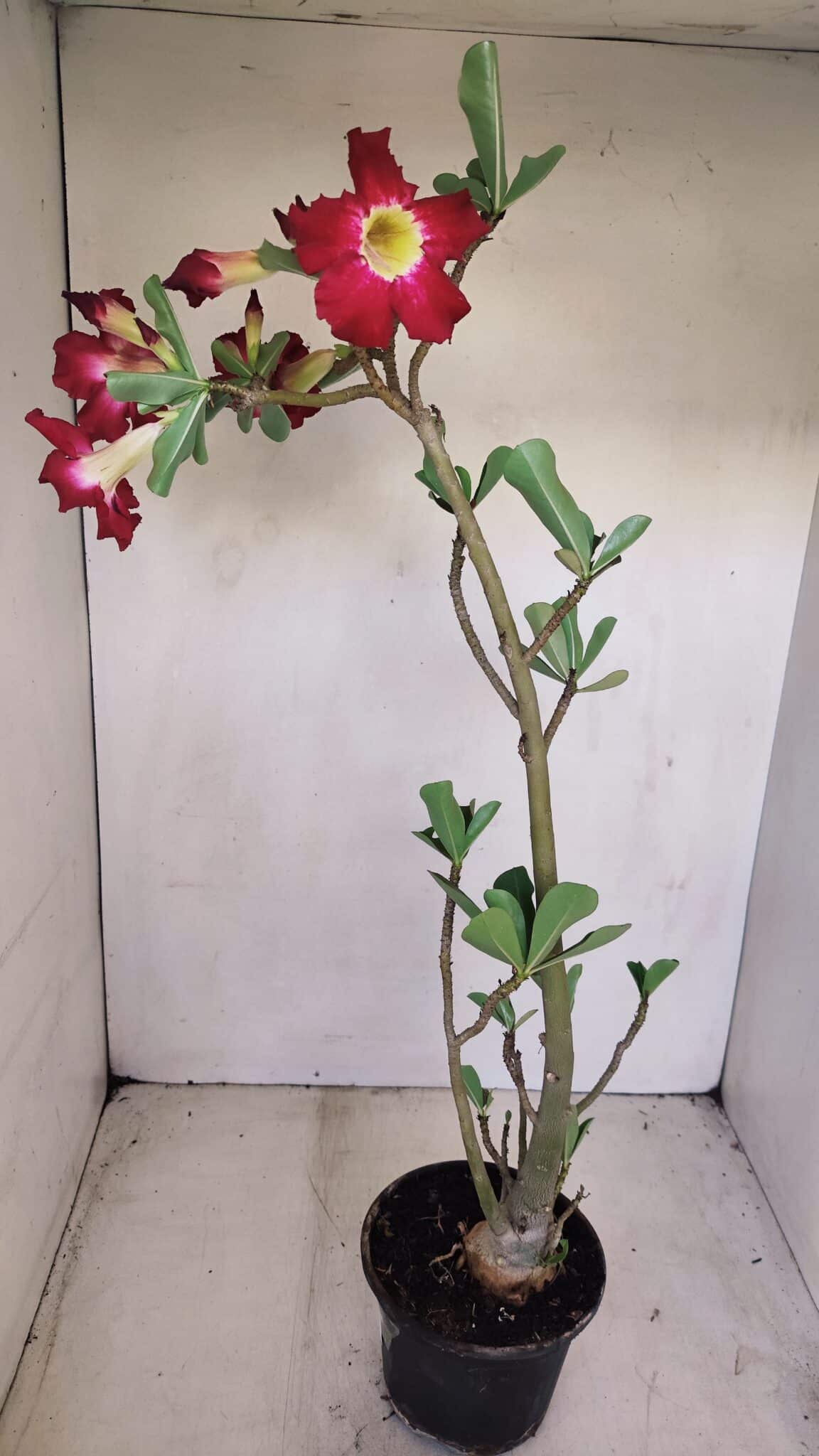 Planta Simples 3160 – 40cm – 03 anos - foto 6