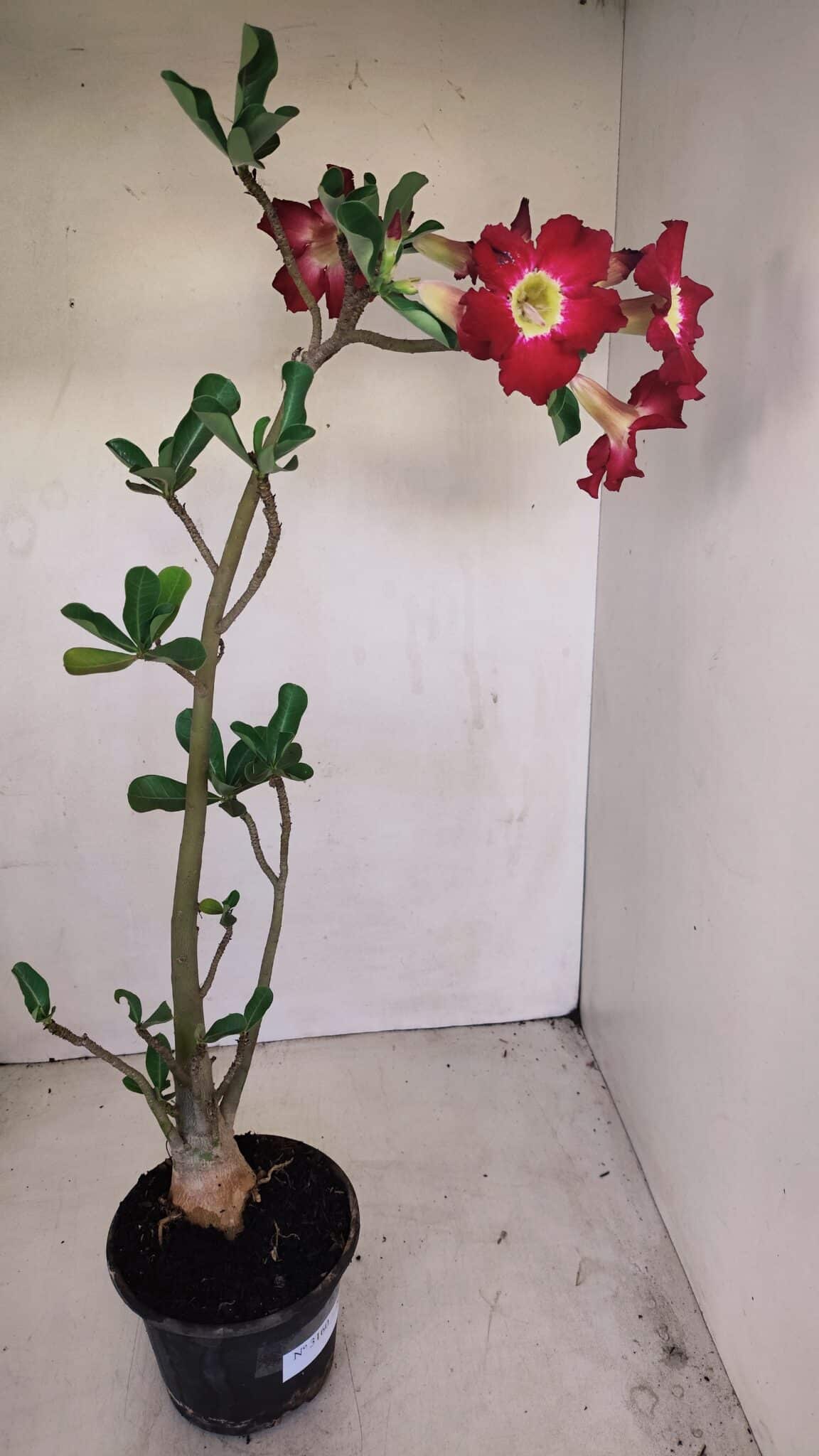Planta Simples 3160 – 40cm – 03 anos - foto 5