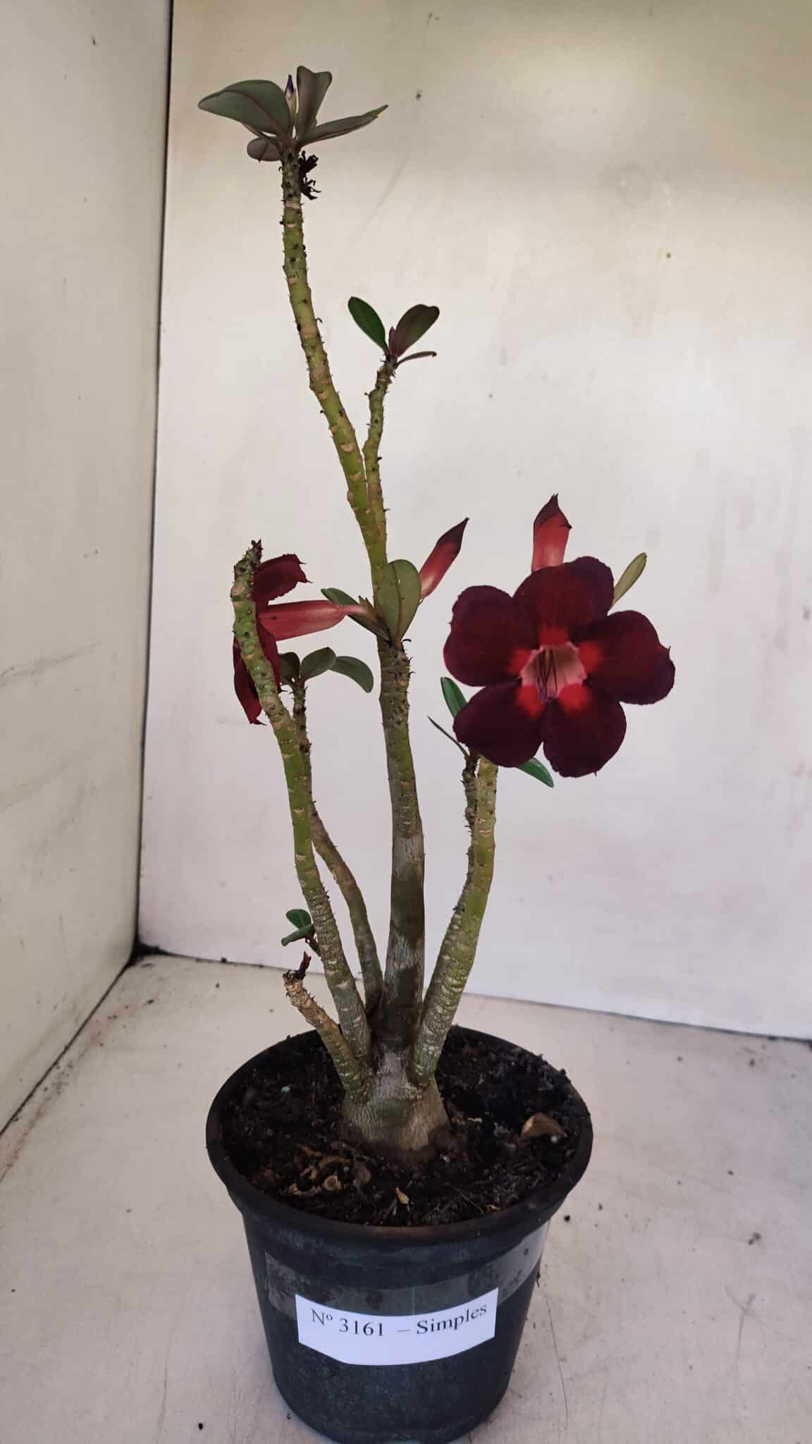 Planta Simples 3161 – 35cm – 03 anos - foto 2