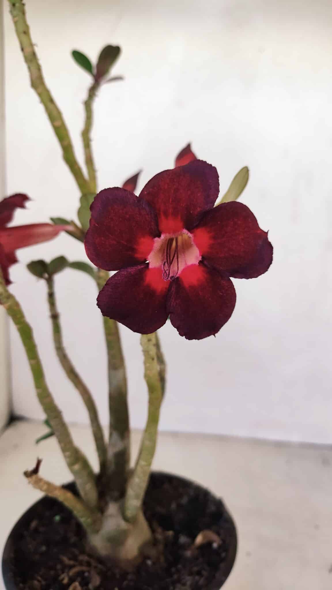 Planta Simples 3161 – 35cm – 03 anos - foto 3