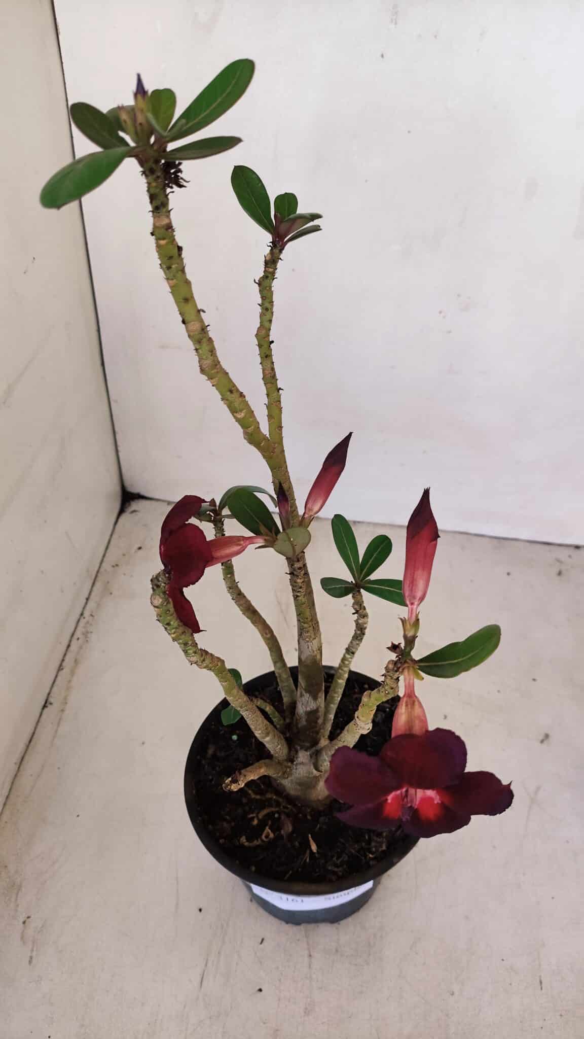 Planta Simples 3161 – 35cm – 03 anos - foto 7
