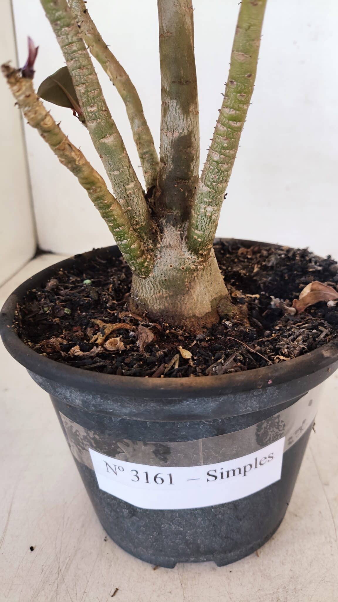 Planta Simples 3161 – 35cm – 03 anos - foto 6