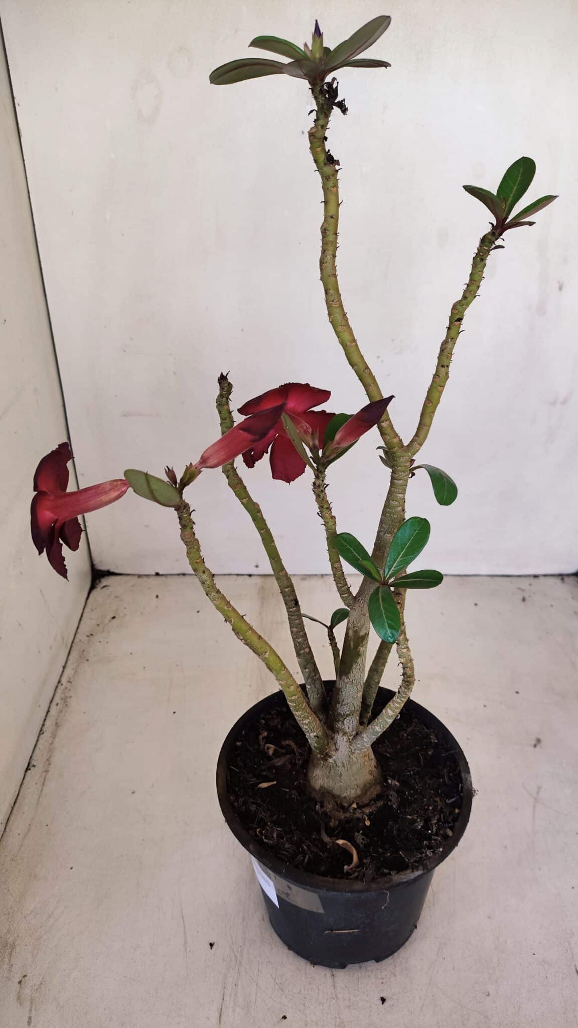 Planta Simples 3161 – 35cm – 03 anos - foto 5