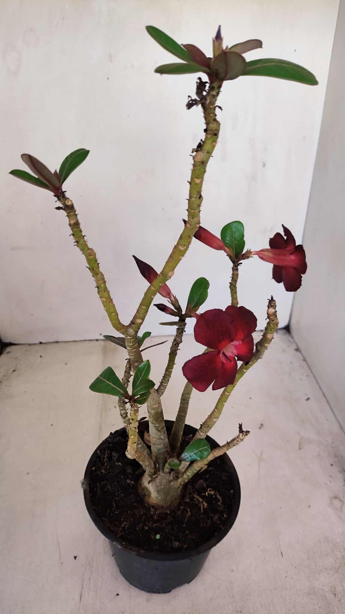 Planta Simples 3161 – 35cm – 03 anos - foto 4