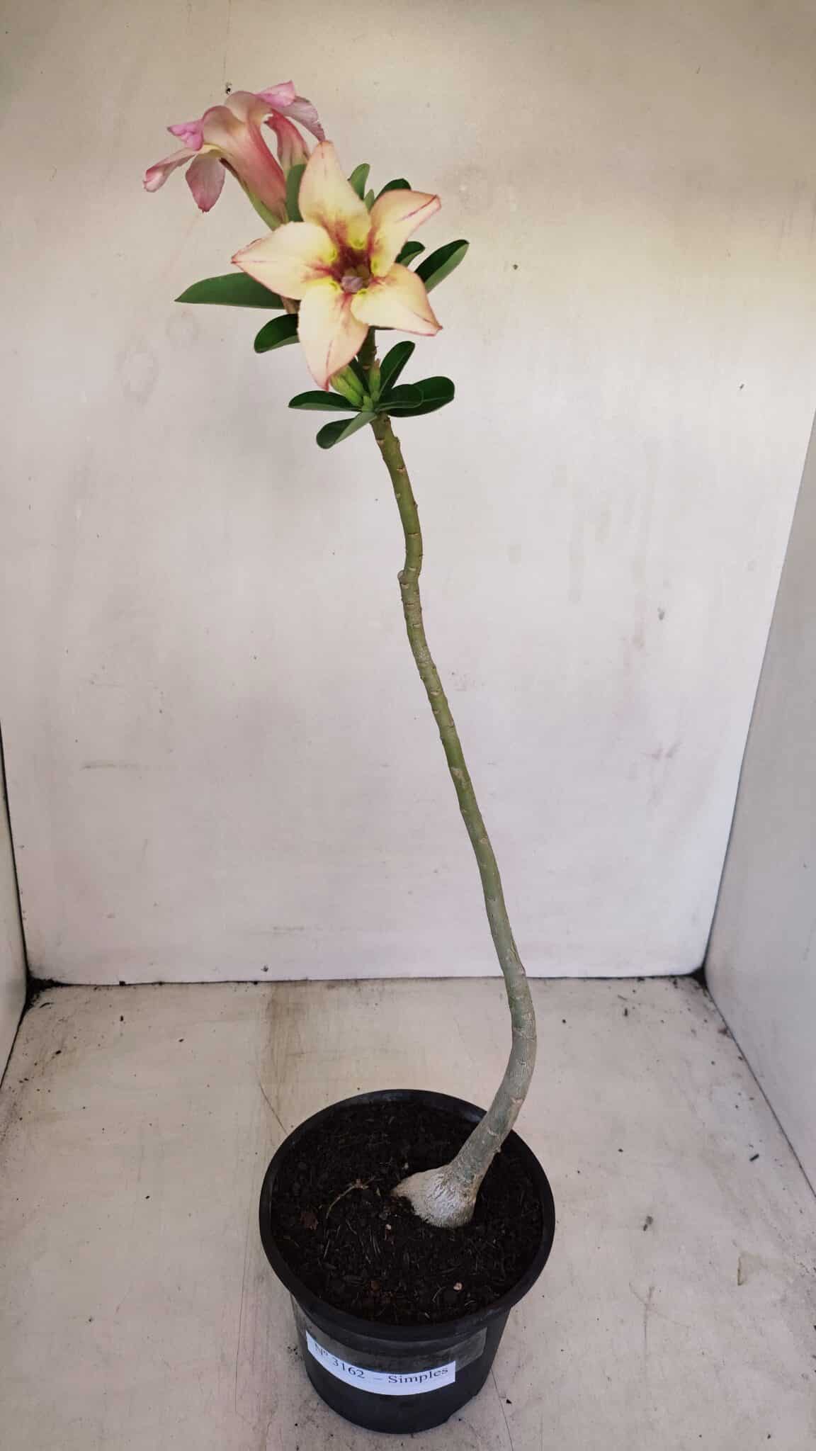 Planta Simples 3162 – 35cm – 03 anos - foto 2