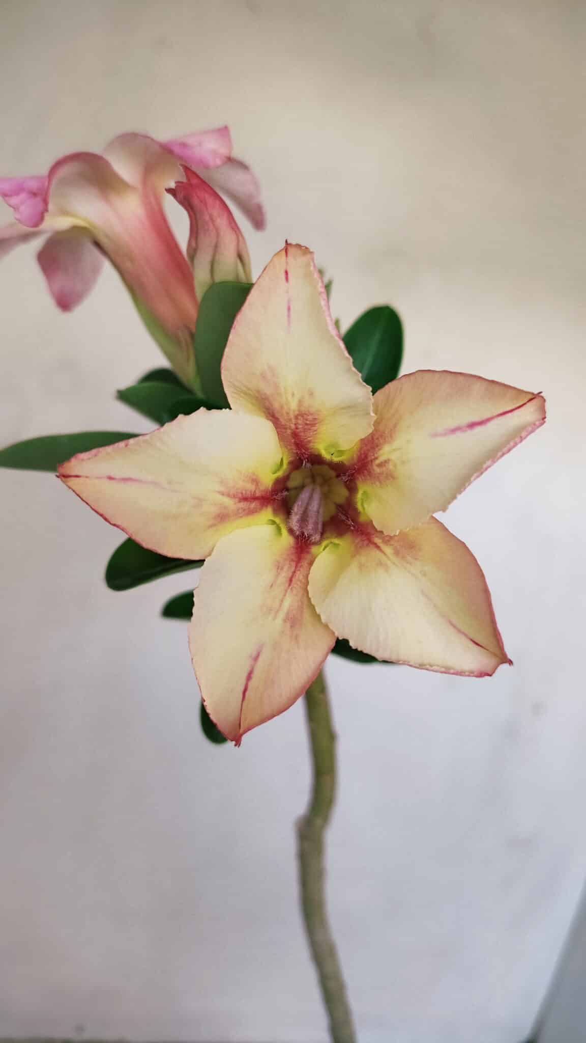 Planta Simples 3162 – 35cm – 03 anos - foto 3