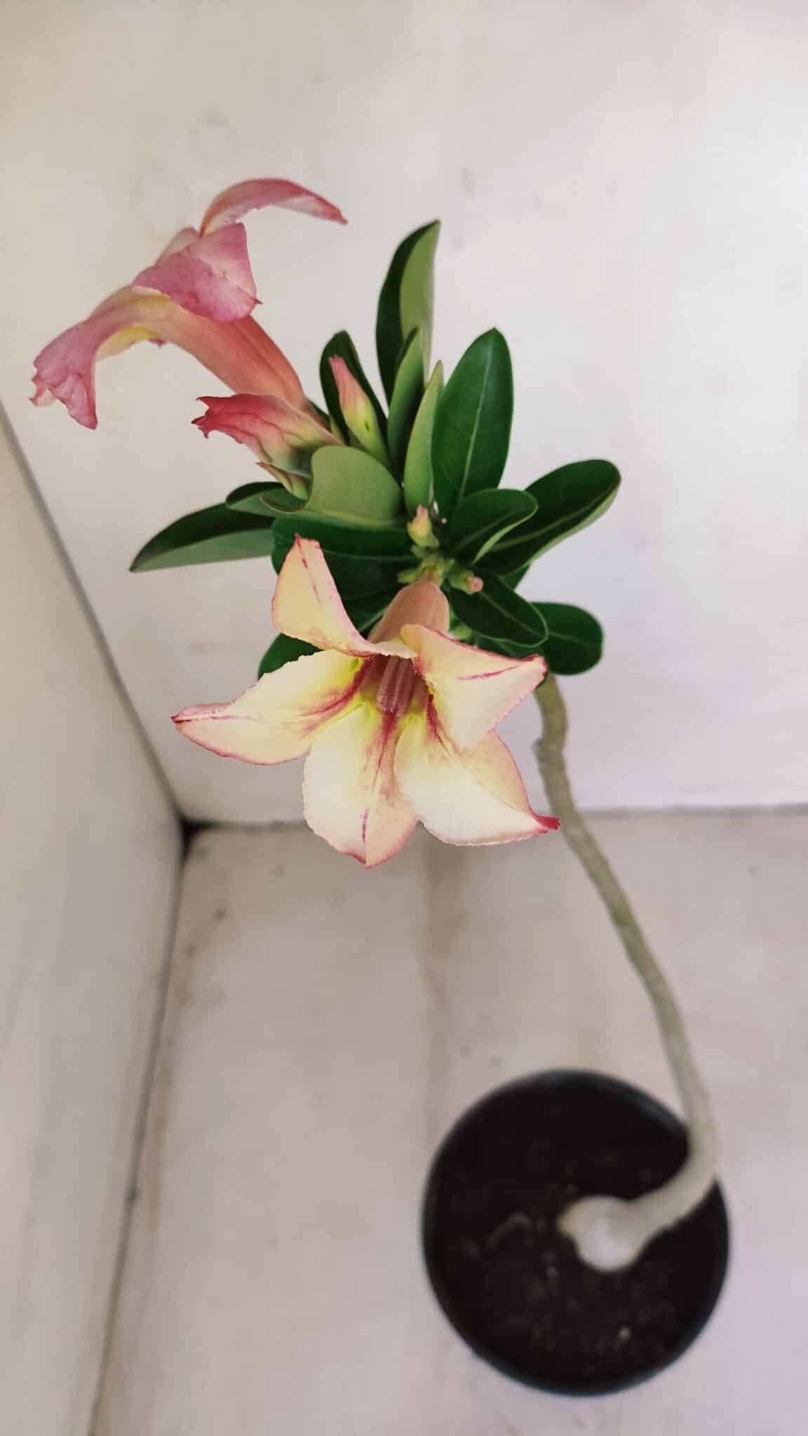 Planta Simples 3162 – 35cm – 03 anos - foto 4
