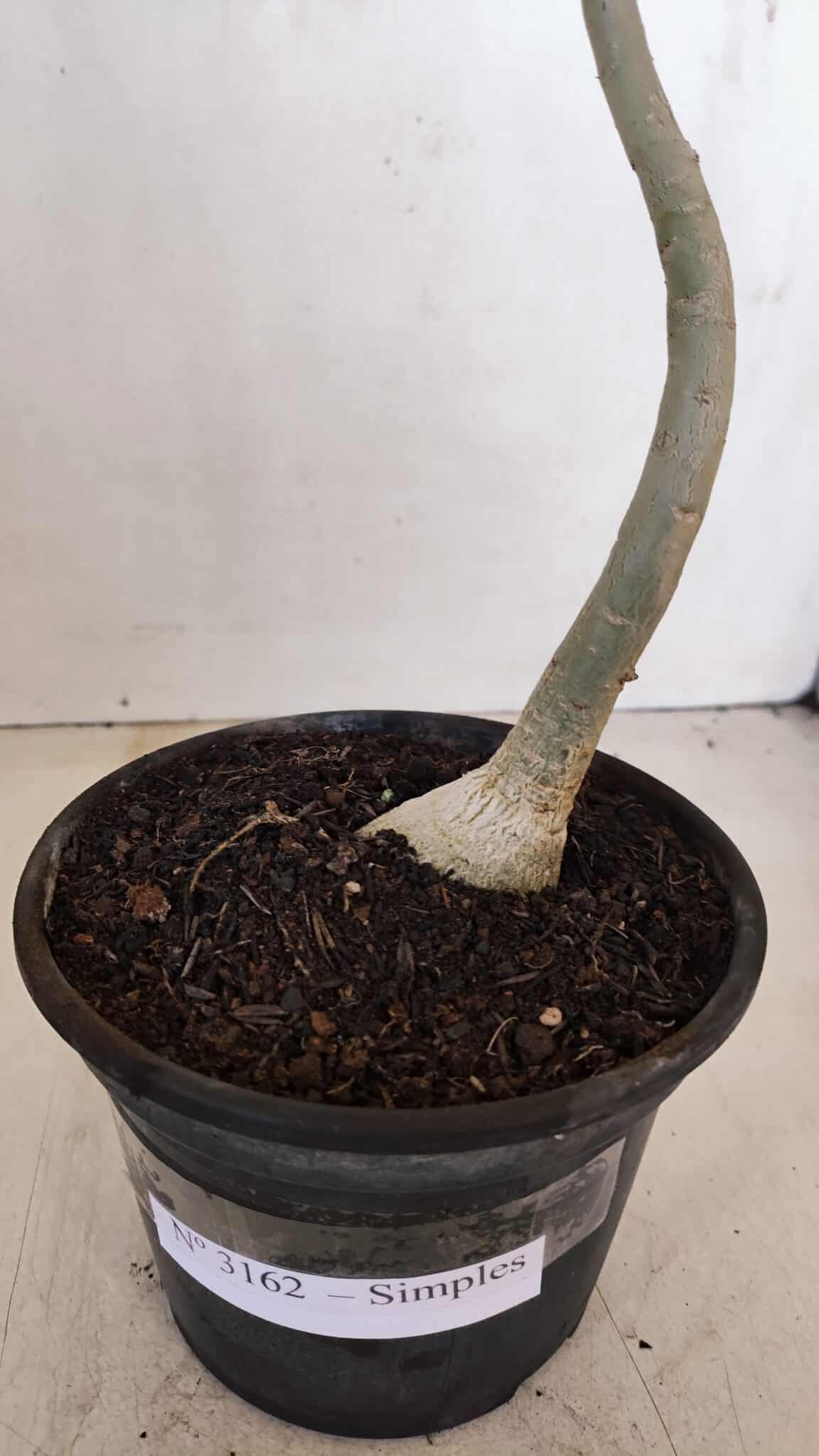 Planta Simples 3162 – 35cm – 03 anos - foto 7