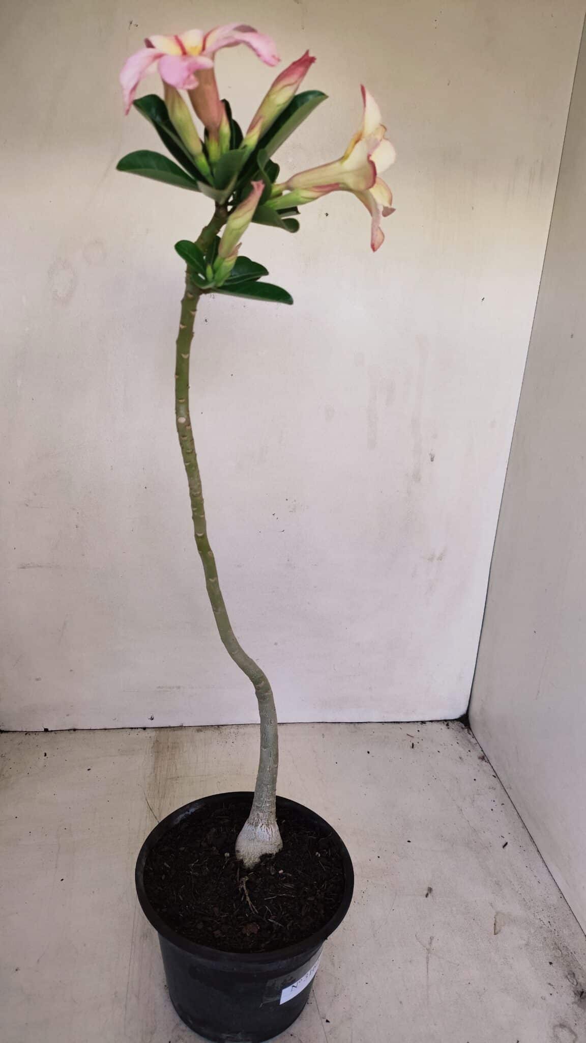 Planta Simples 3162 – 35cm – 03 anos - foto 6