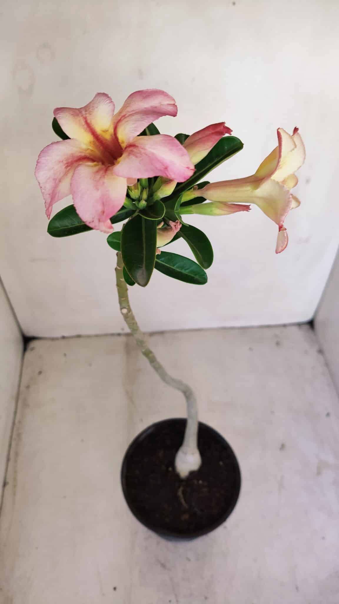 Planta Simples 3162 – 35cm – 03 anos - foto 5