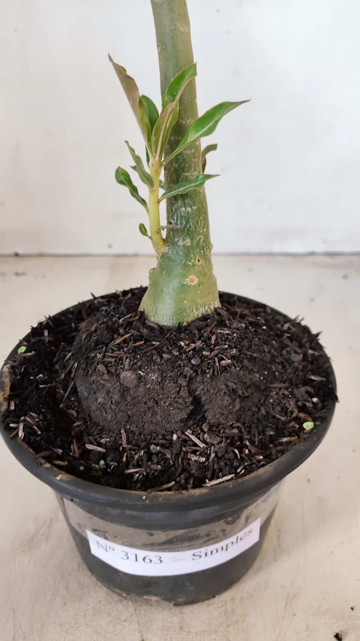 Planta Simples 3163 – 35cm – 03 anos - foto 6