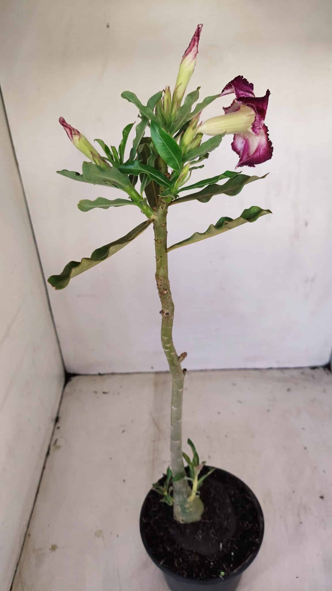 Planta Simples 3163 – 35cm – 03 anos - foto 5
