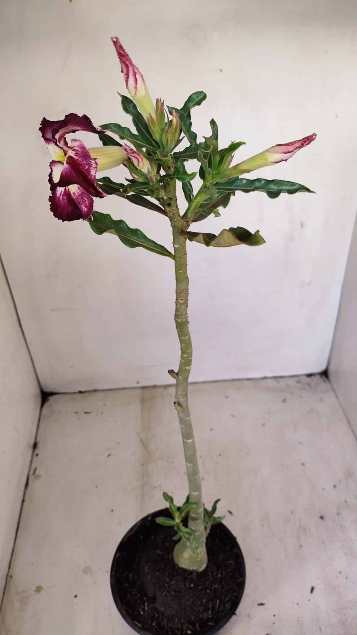Planta Simples 3163 – 35cm – 03 anos - foto 4