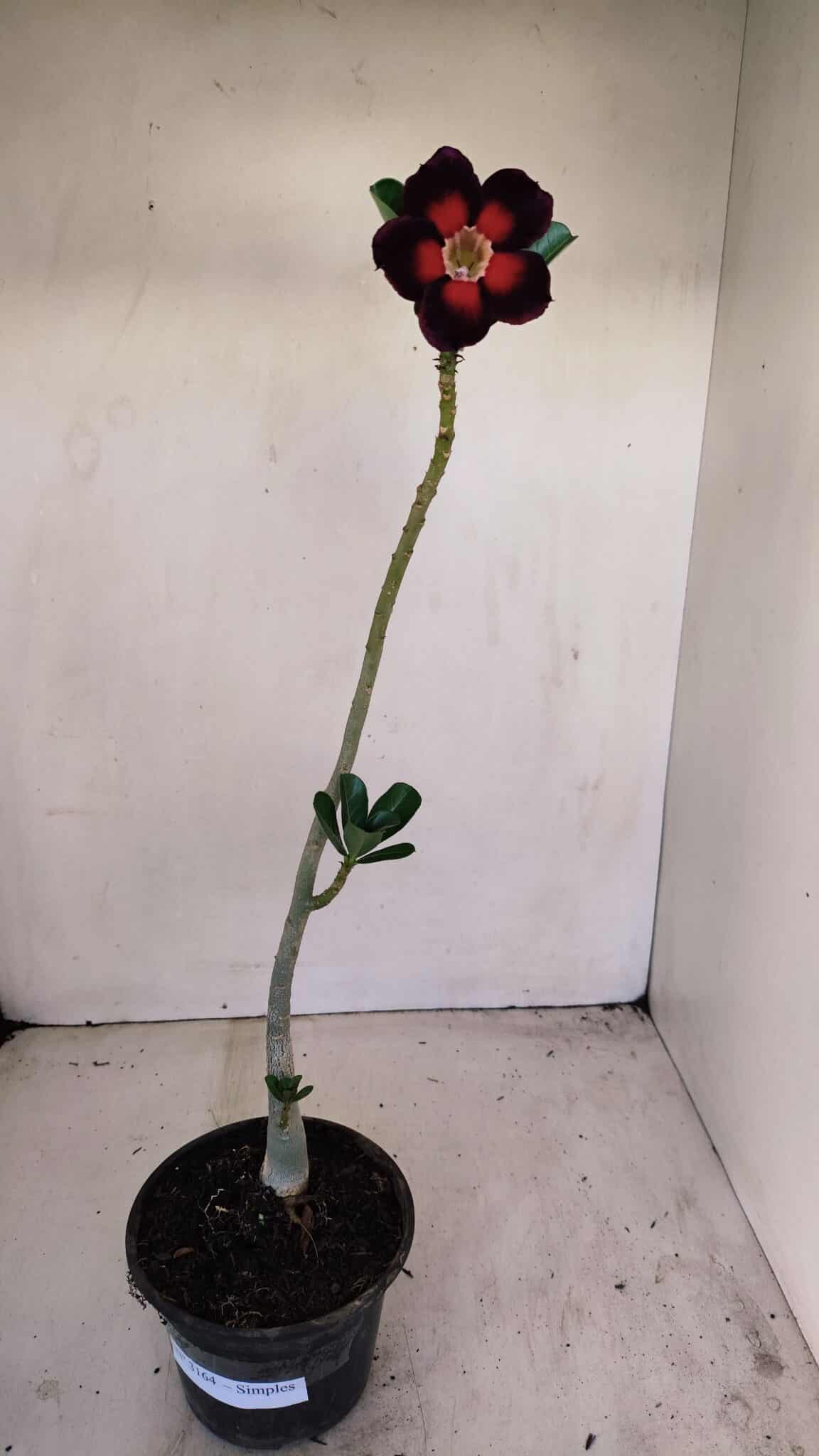 Planta Simples 3164 – 30cm – 02 anos - foto 2