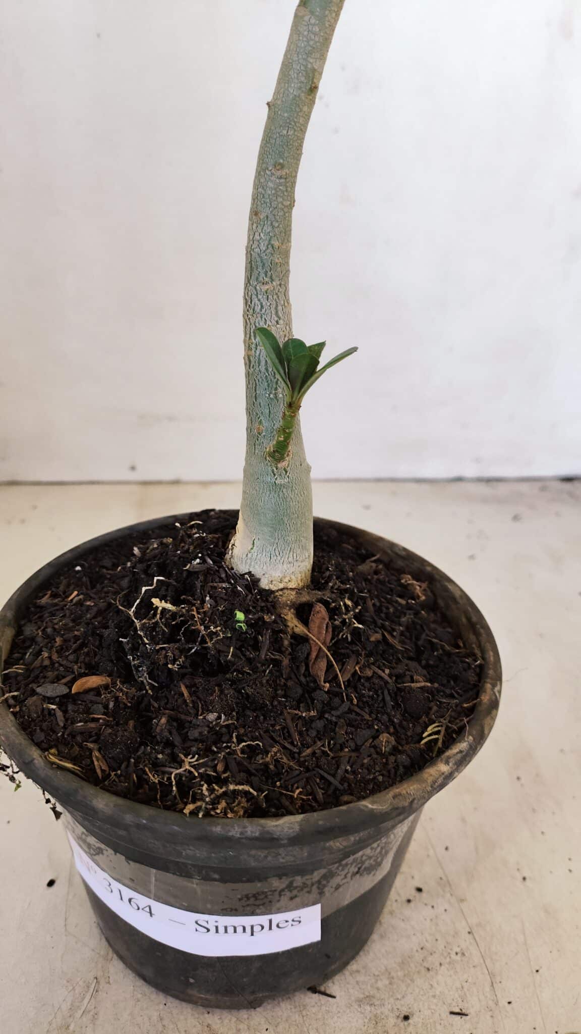 Planta Simples 3164 – 30cm – 02 anos - foto 8