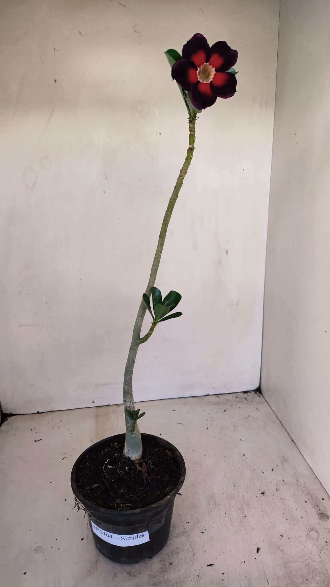 Planta Simples 3164 – 30cm – 02 anos - foto 7