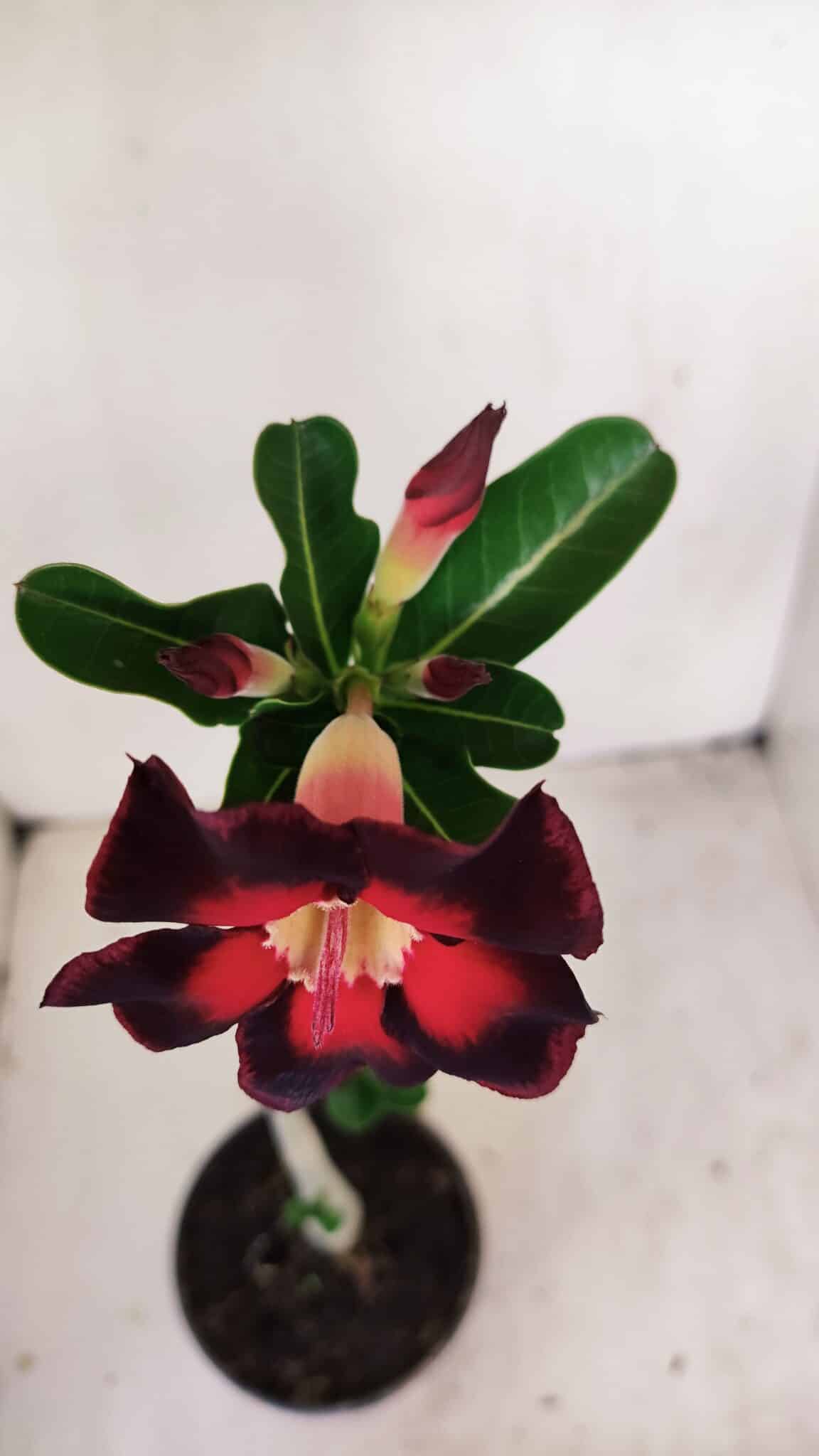 Planta Simples 3164 – 30cm – 02 anos - foto 6