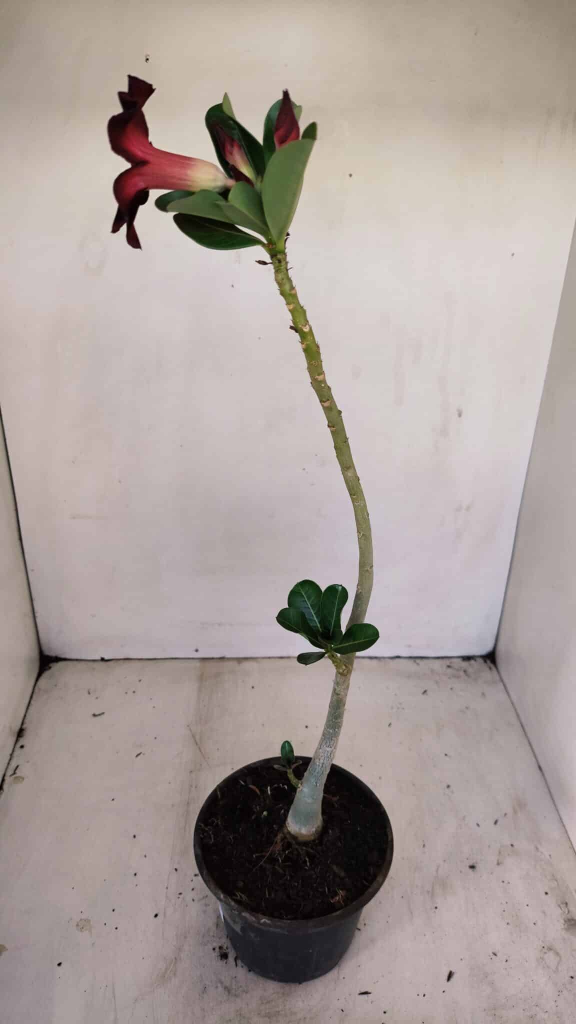 Planta Simples 3164 – 30cm – 02 anos - foto 5