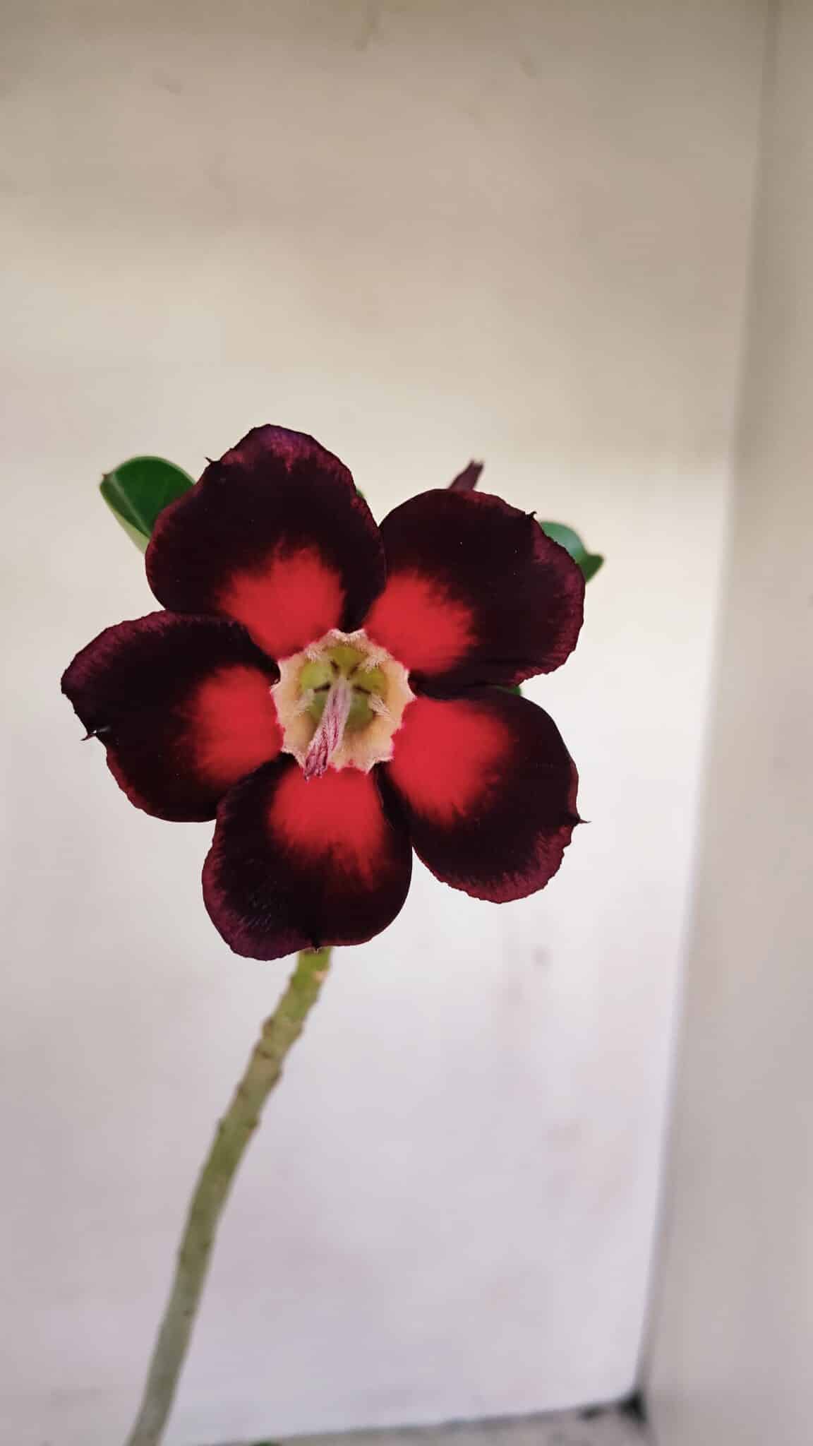 Planta Simples 3164 – 30cm – 02 anos - foto 3